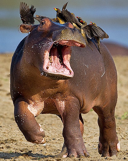 Aaaah! Look at Those Birds!