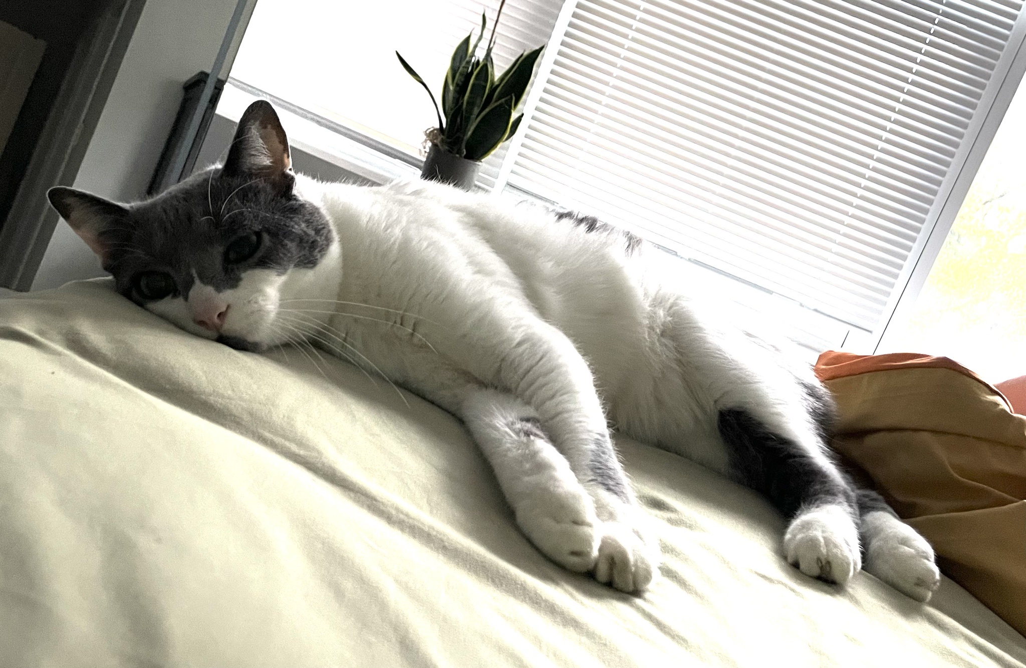 Leo's Dramatic Transformation in a Dutch Angle