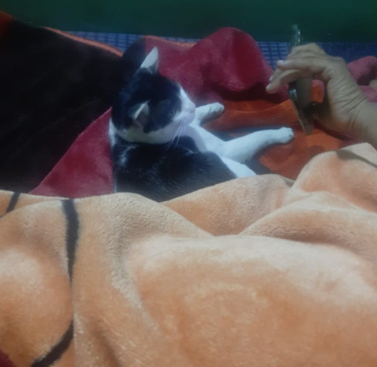 From Cat-Hater to Cat-Lover: My Dad's Transformation
