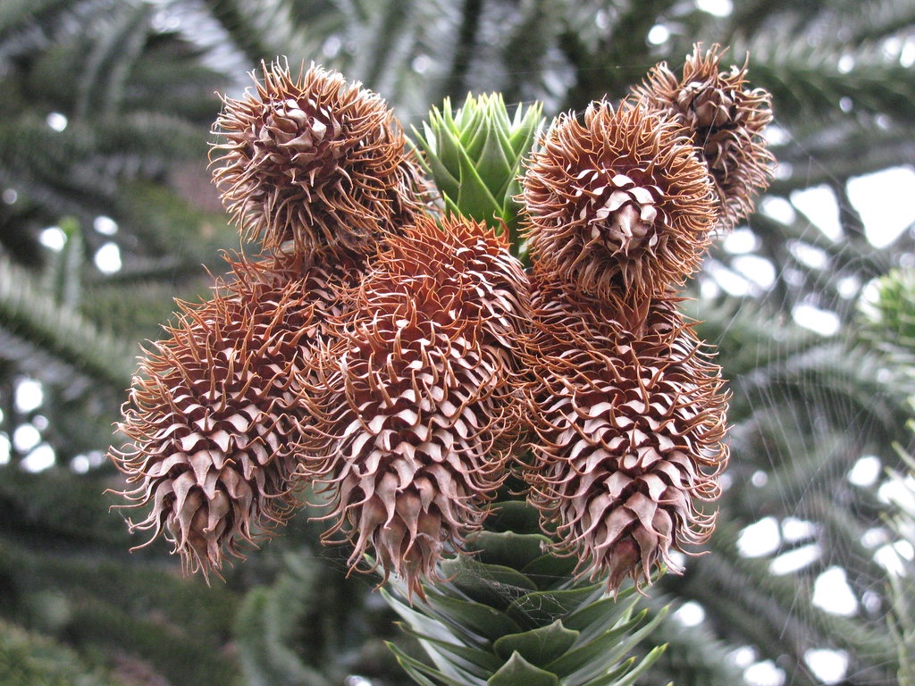 United We Stand: Team Pine Cone!