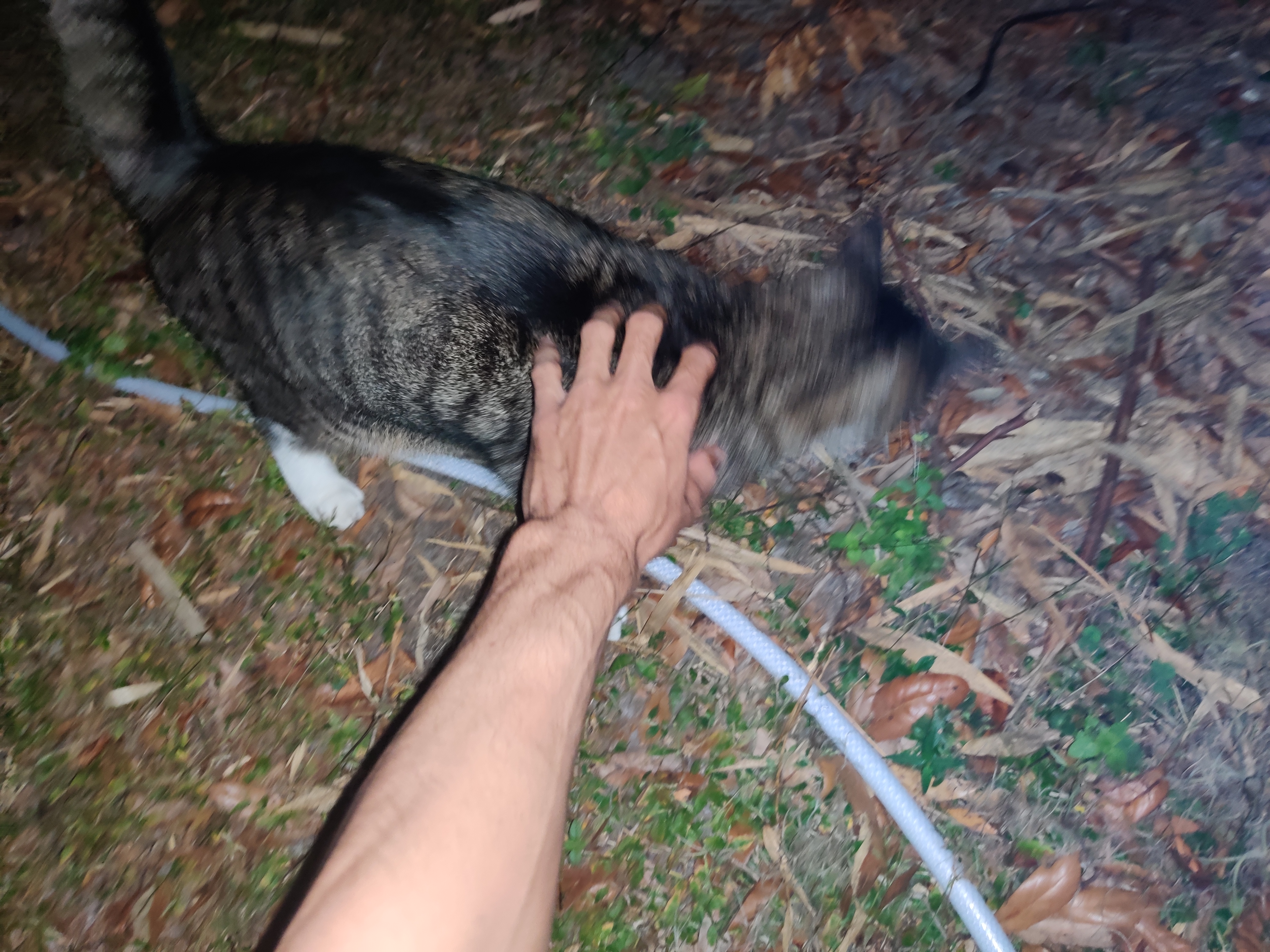 Off on a Mission to Find the Neighborhood Cats