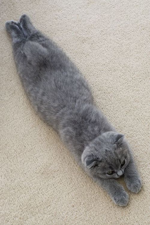 Meet Today's Adorable Cat!