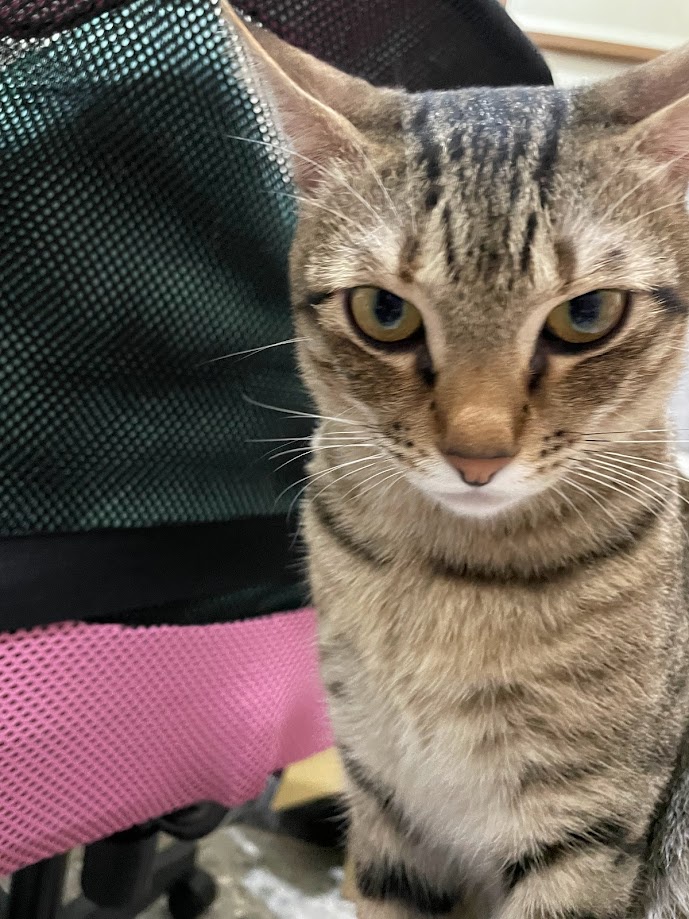 Feline Fun: Another Cat to Brighten Your Feed