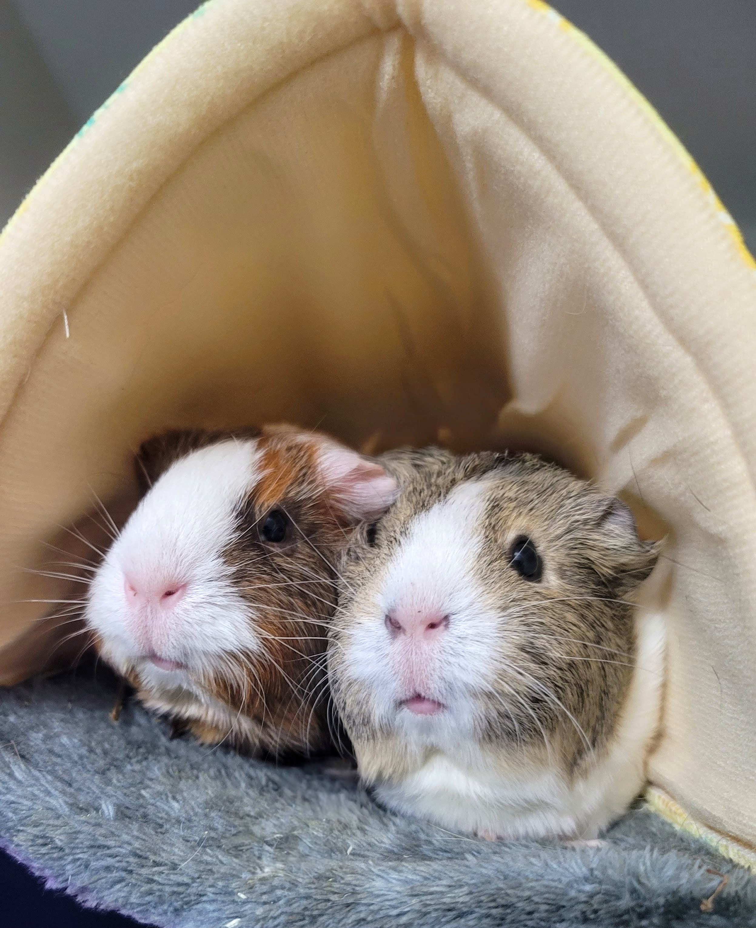 A Tangy Duo: Tangerine and Lemon