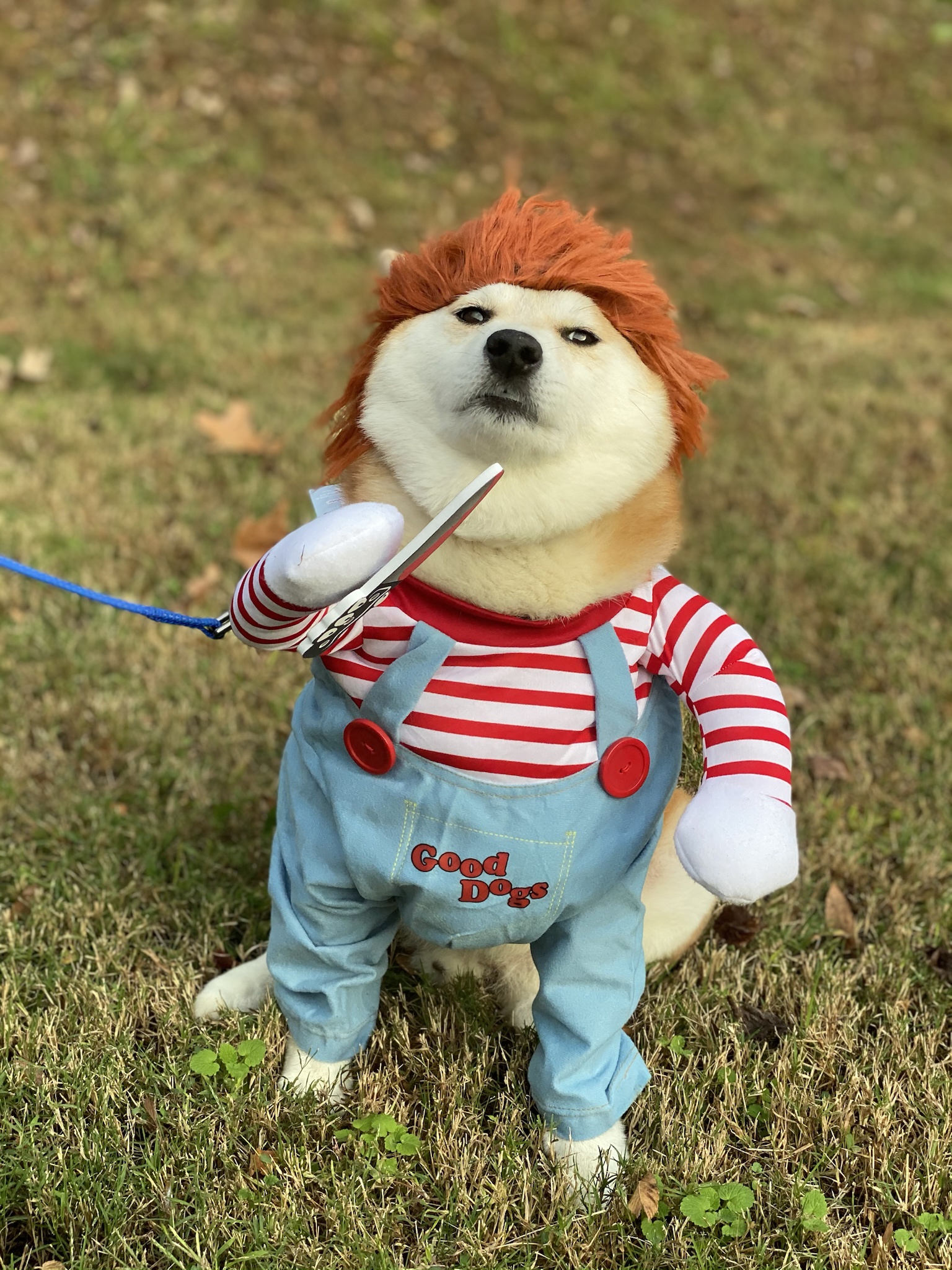 The Goodest Doge You’ll Ever Meet!