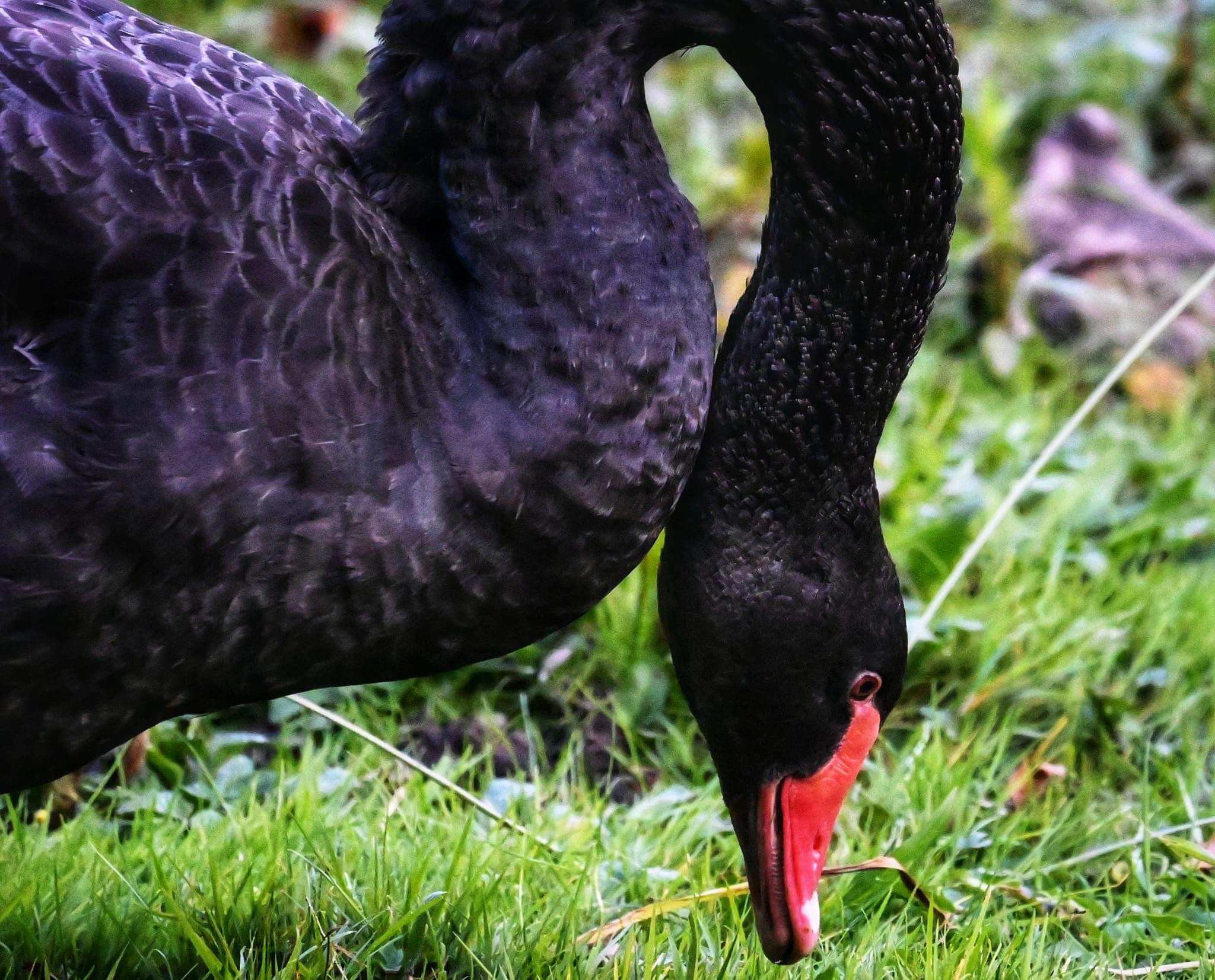 The Enigmatic Black Swan: A Symbol of Mystery