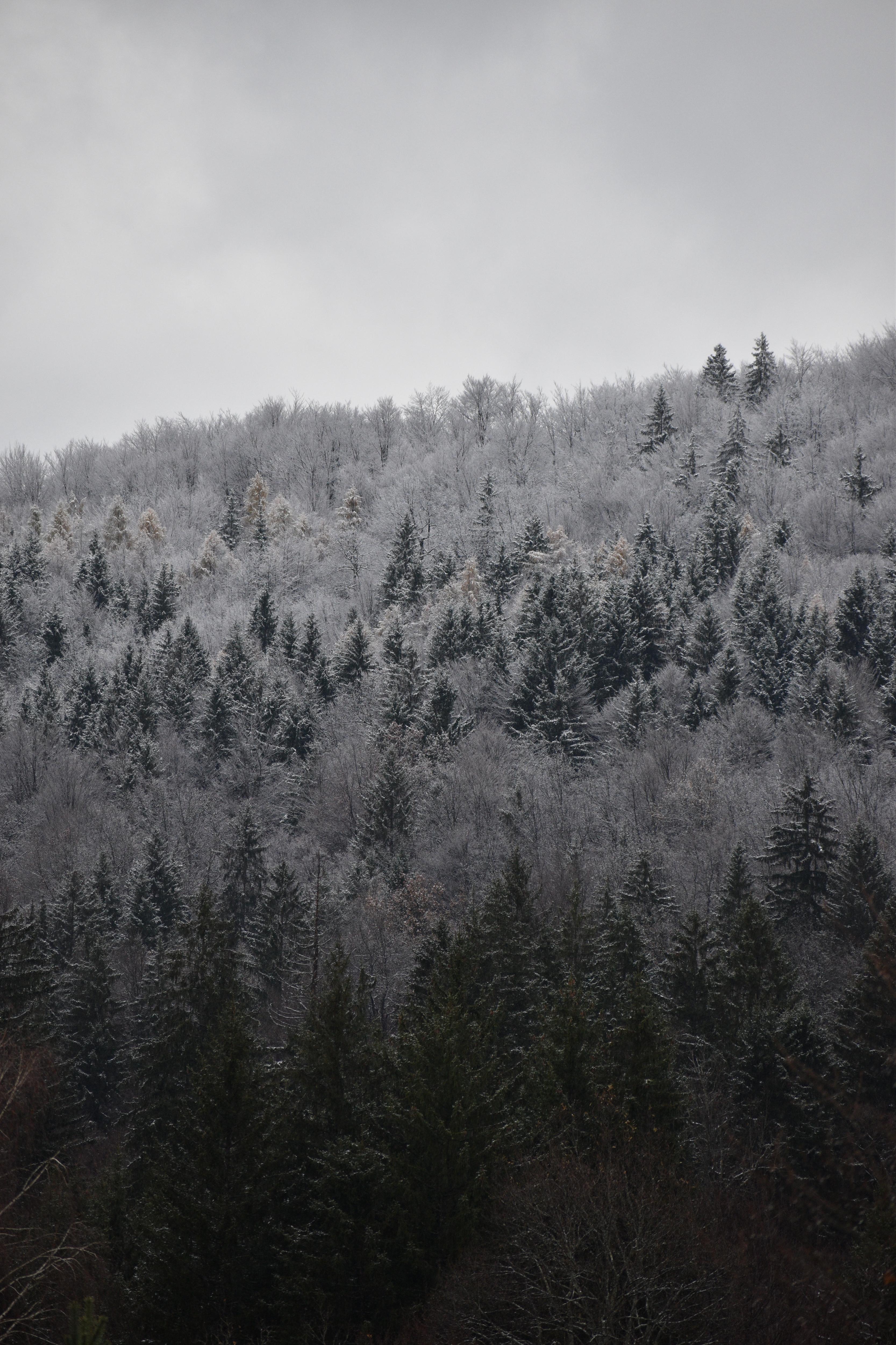 Winter Wonderland: A Snowy Scene