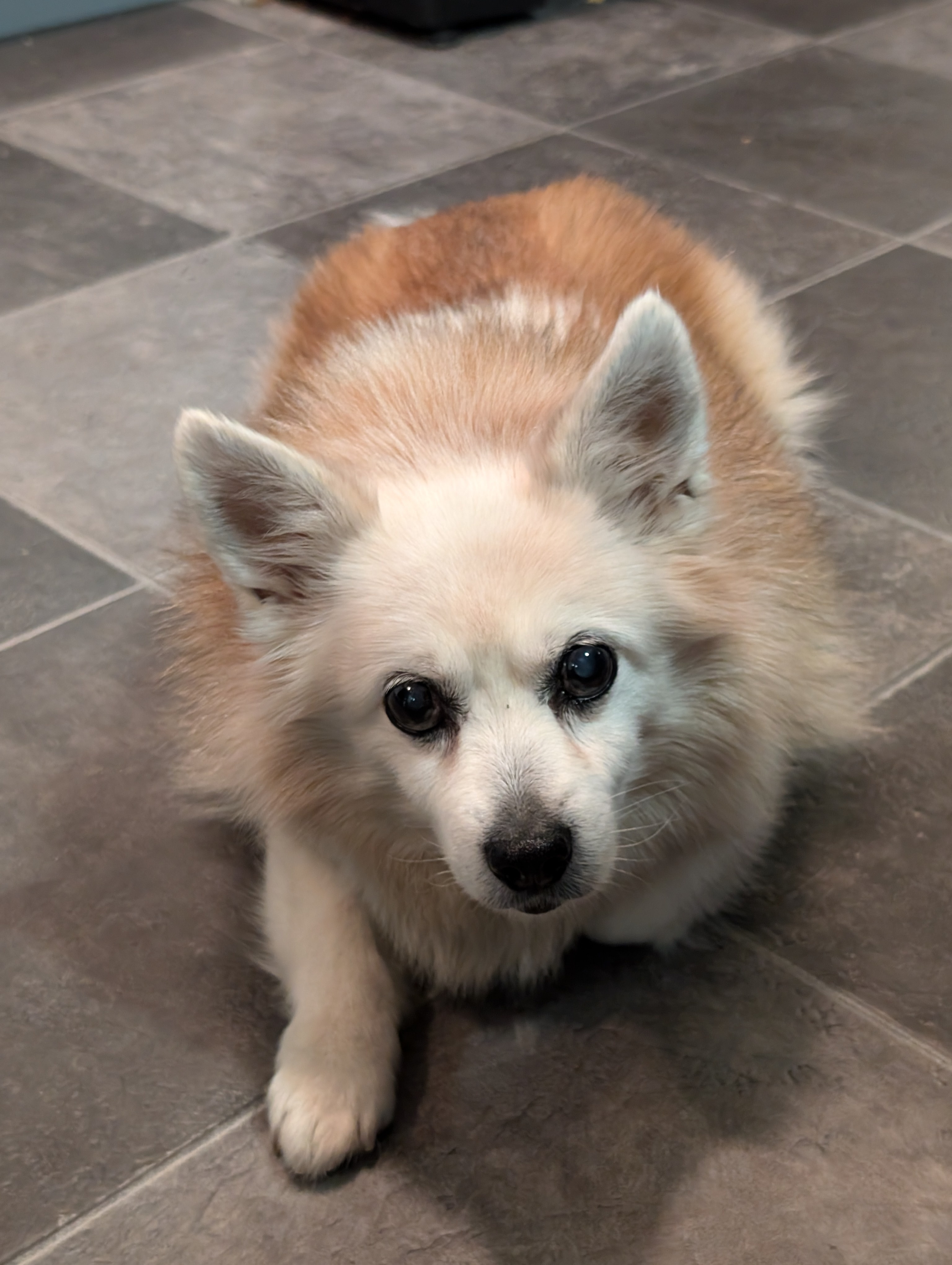 Meet Burny, My Adorable 16-Year-Old Fluffy Companion