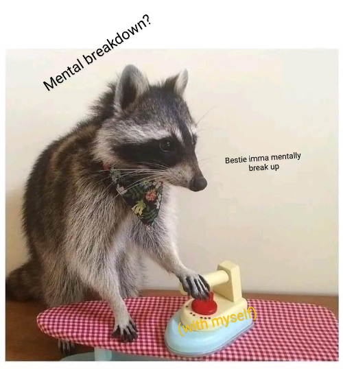Let's Bring Back the Raccoon Memes Everyone Loves!