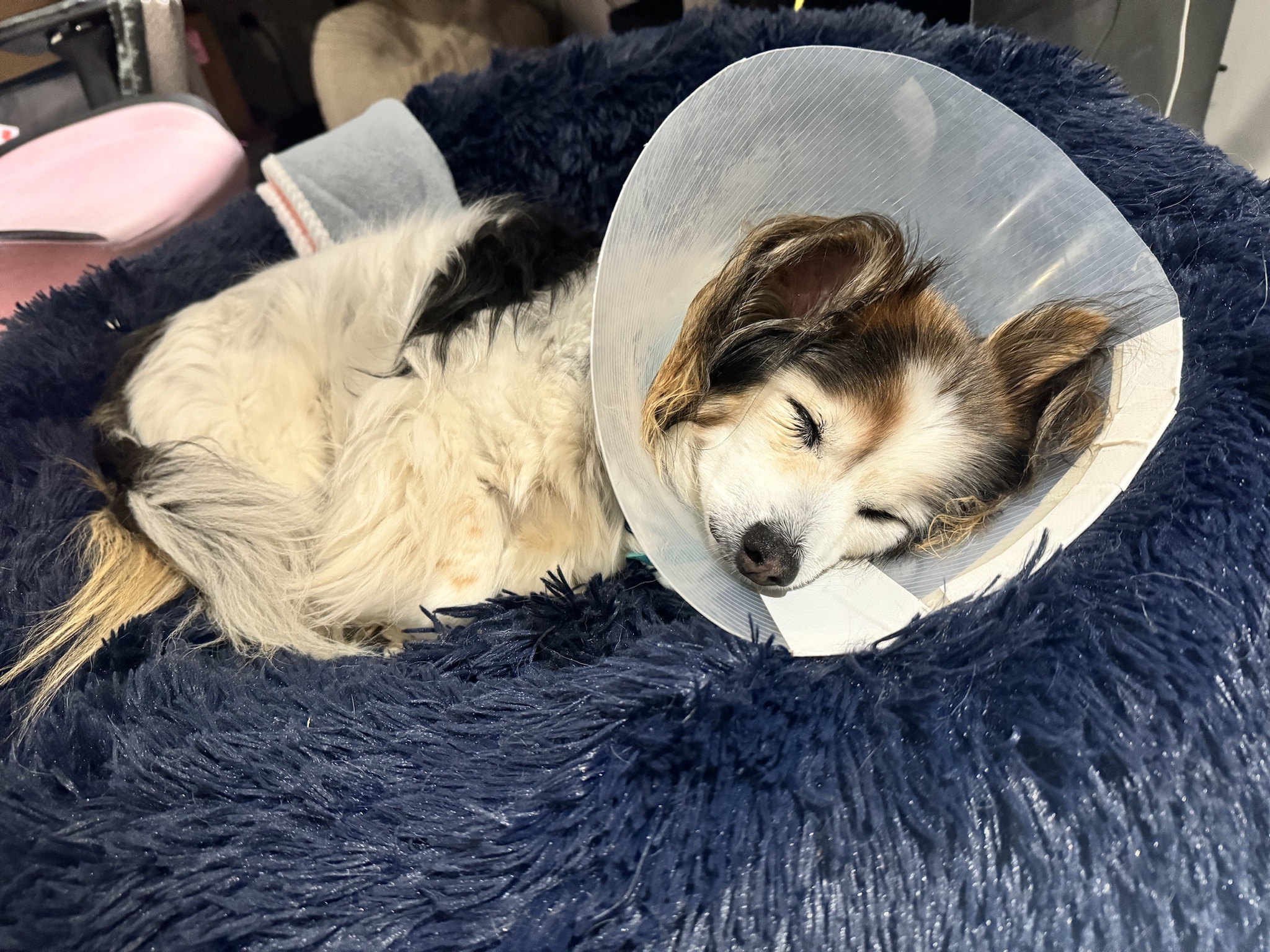 A daily dose of my adorable dog Panko