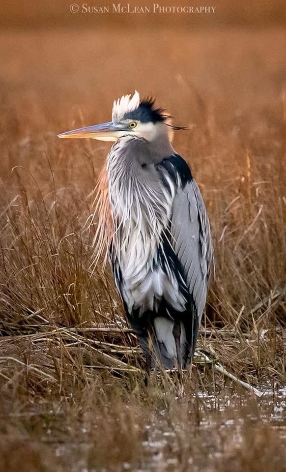 The Majestic Heron in Action