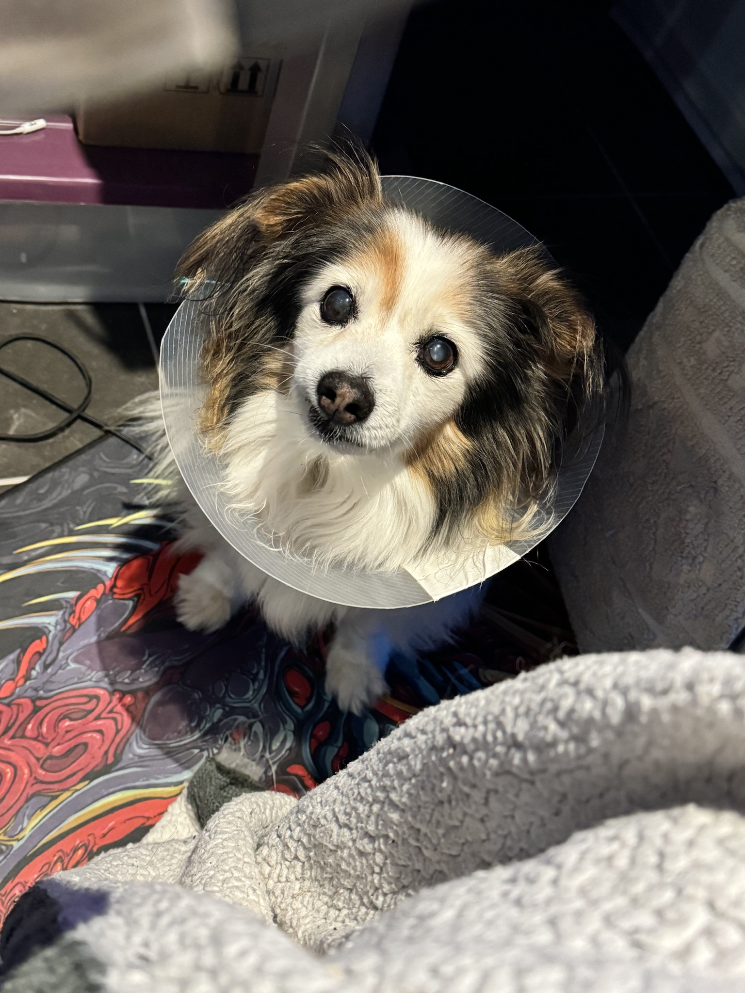 Daily Dose of Cuteness: Panko the Dog Steals Hearts