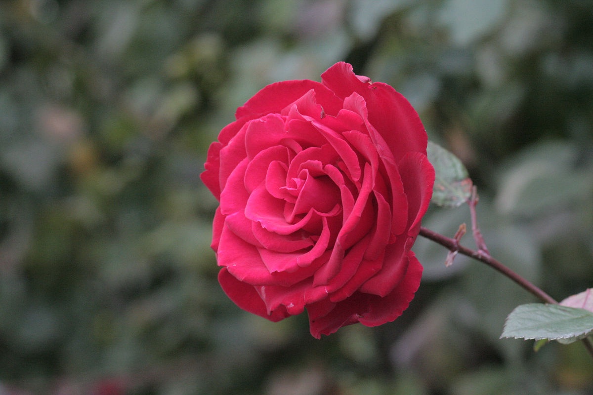 A Glimpse into the November 2013 Keisei Rose Garden