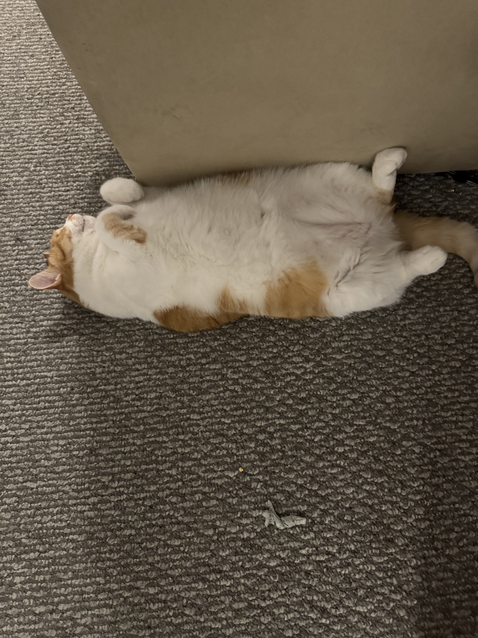 Adorable Fuzzy Belly Alert!