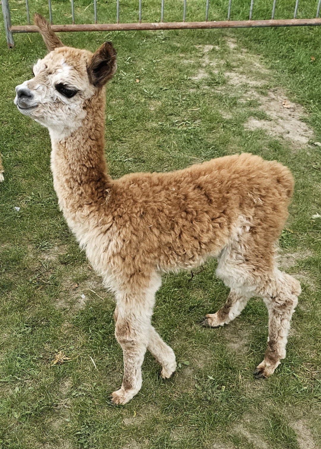 The Quirky Charm of Llamas