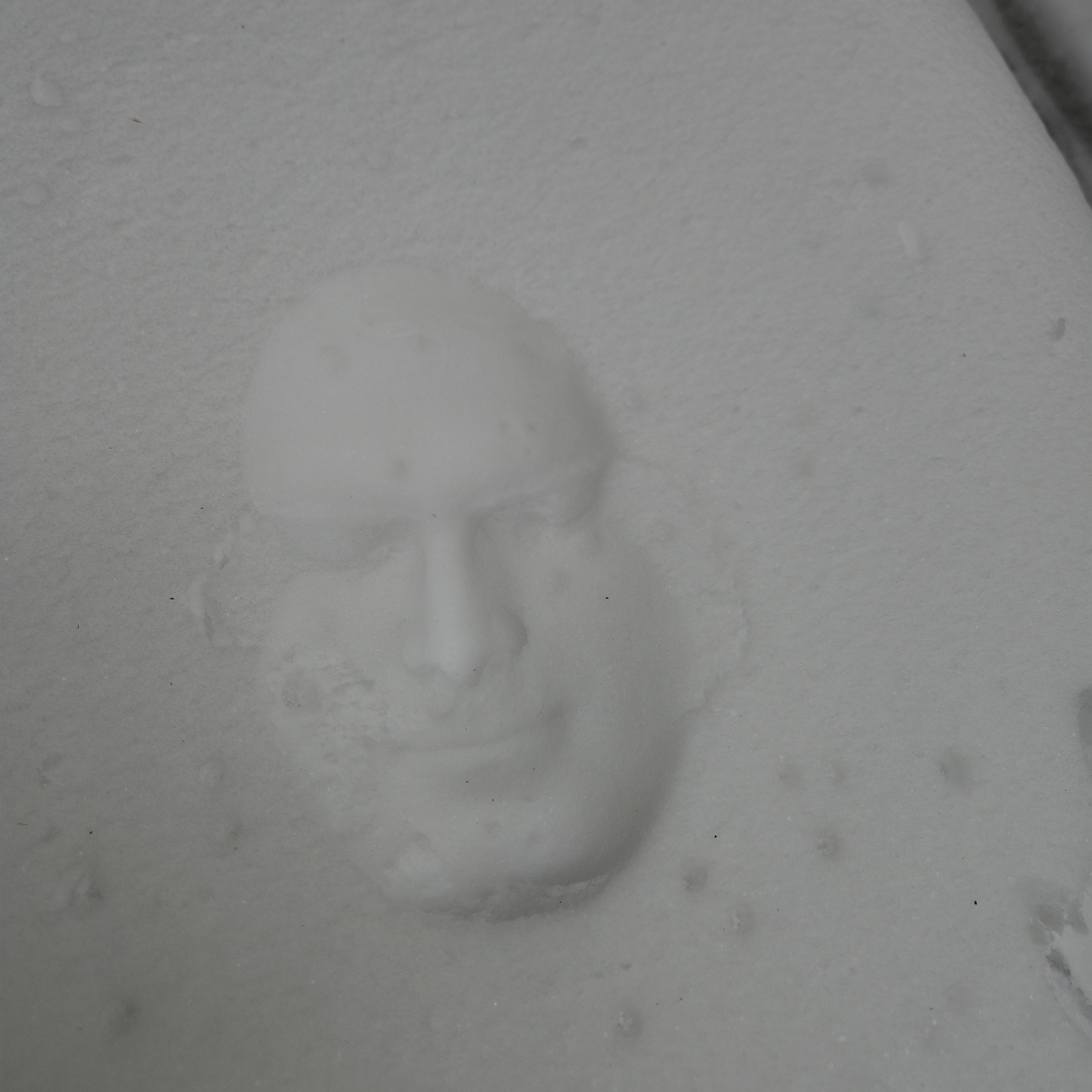 Making Snow Angels: My Face in the Winter Wonderland