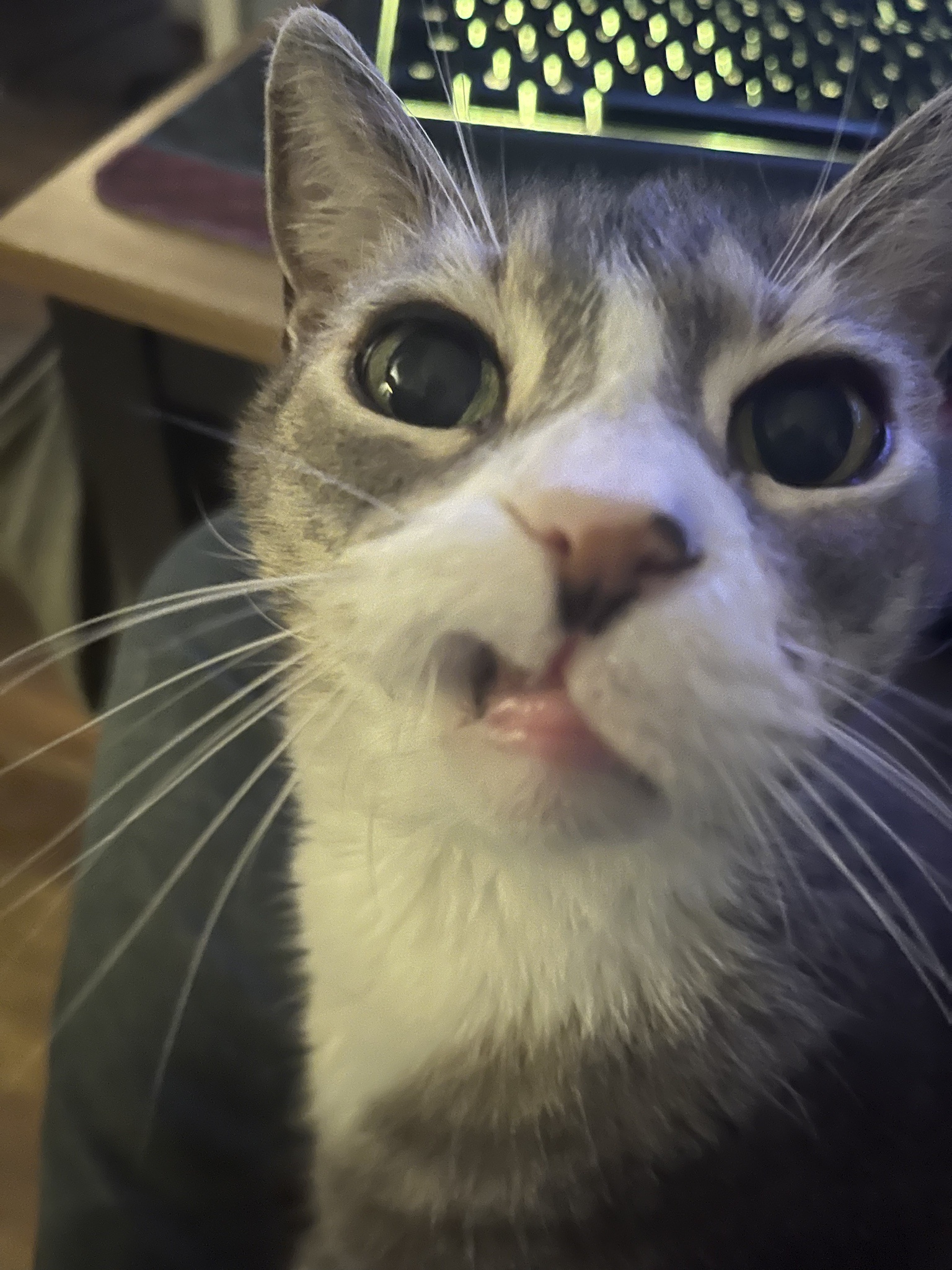 Missed Cake Day? Enjoy This Caturday Post Instead!