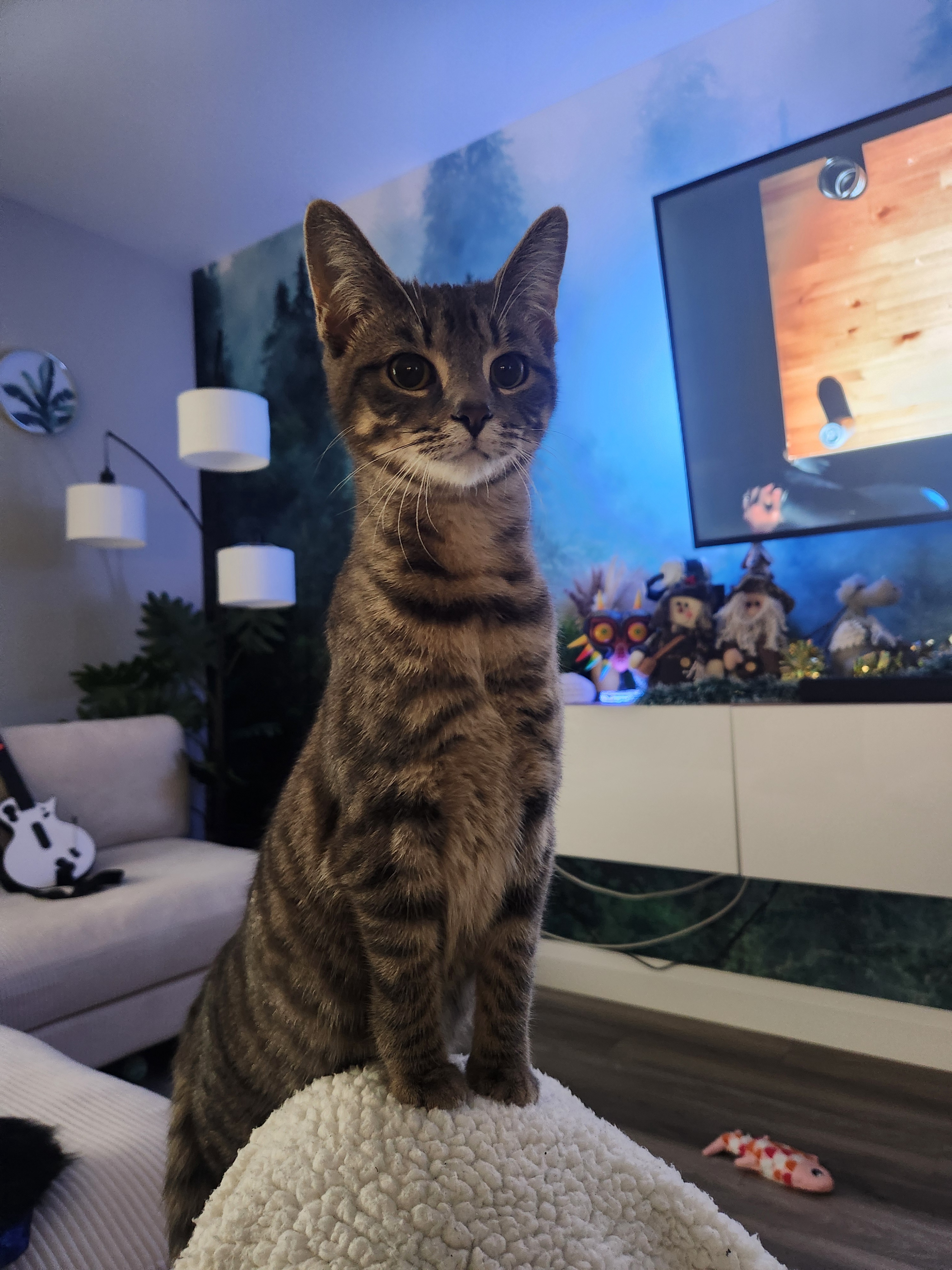 The Unlikely Fusion: Half Cat, Half Meerkat