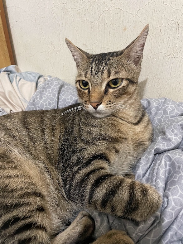 Just a Cat Being Adorable