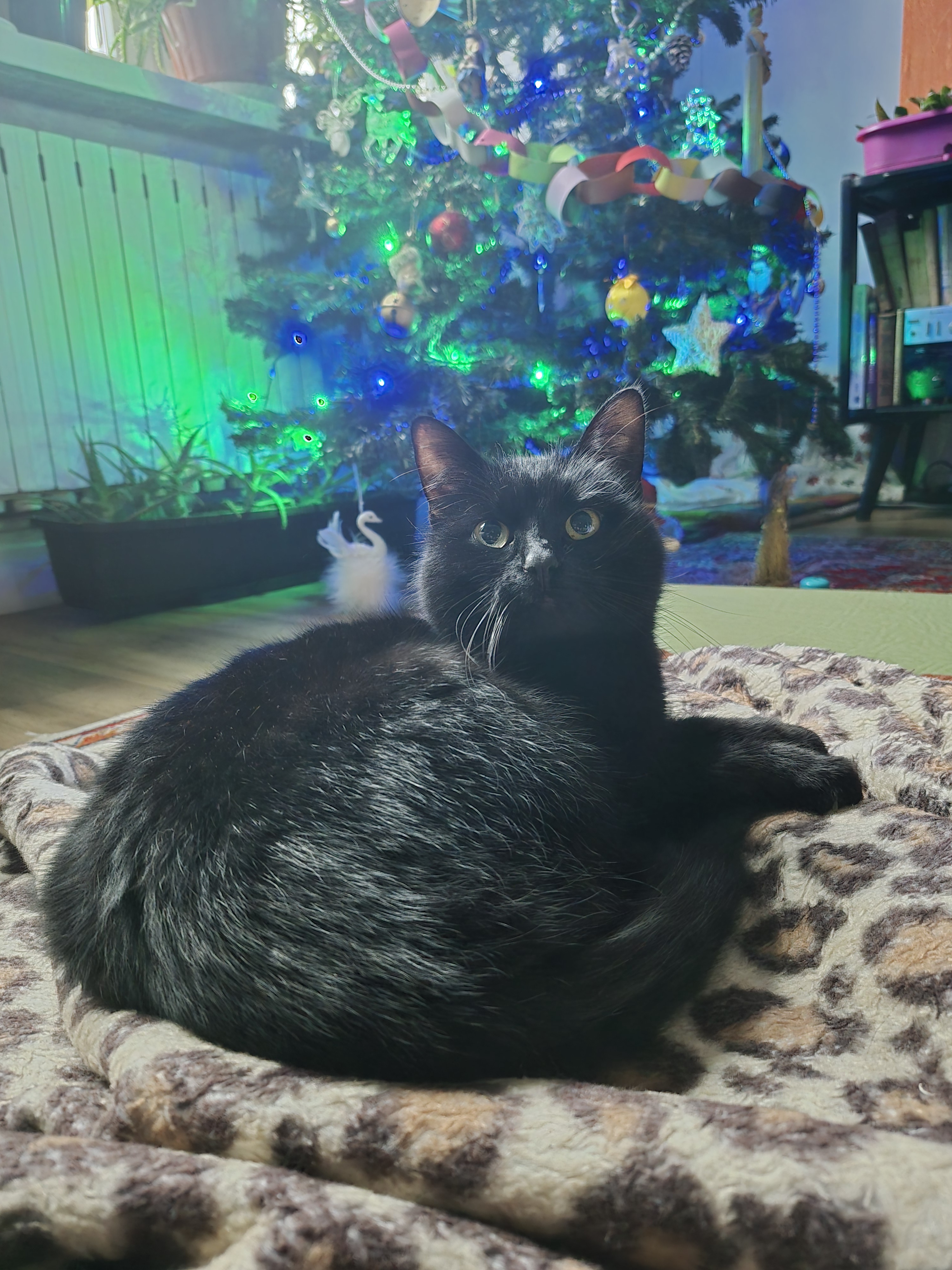 A Festive Holiday Visit