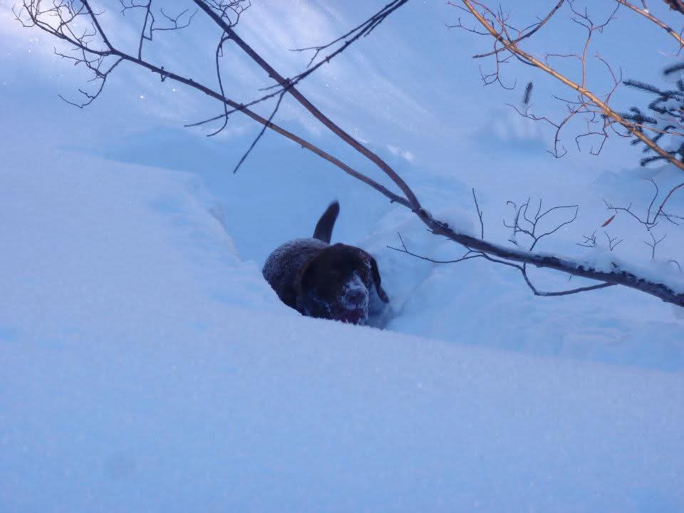 Meet Brie, the Adorable Snow-Plow Pup!