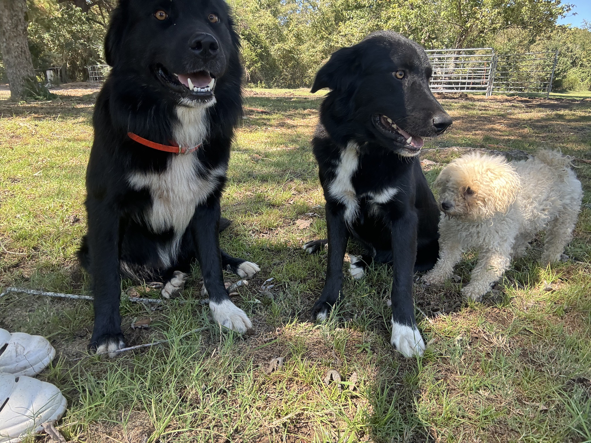 The Loyal Guardians: Meet the Guard Dogs