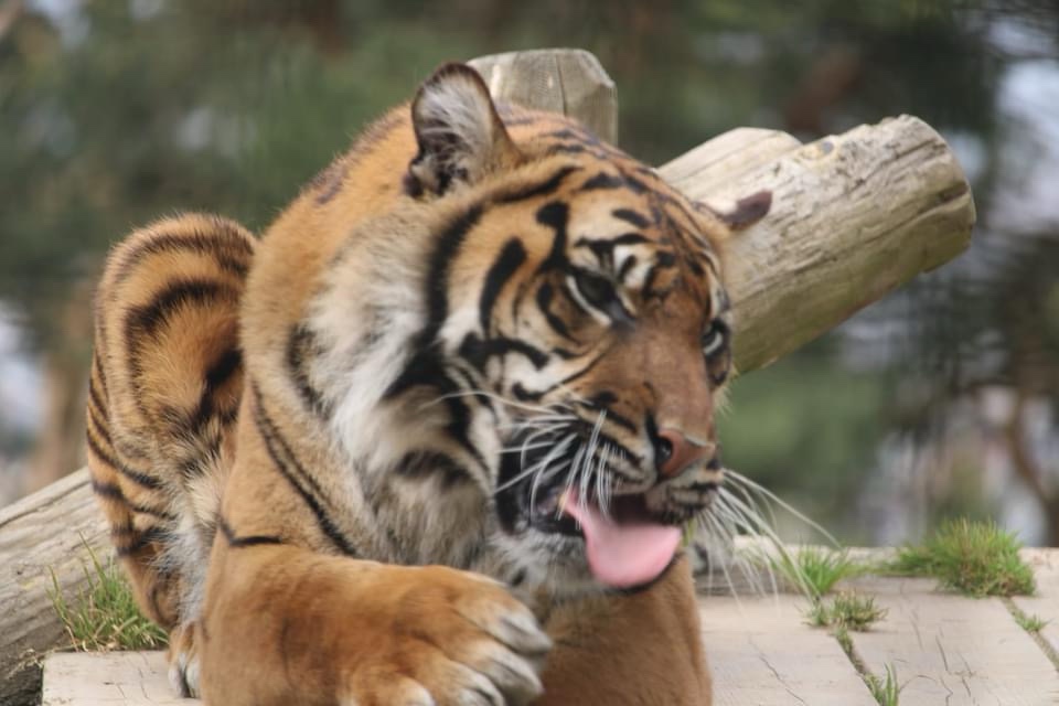 The fierce and powerful tiger in action!