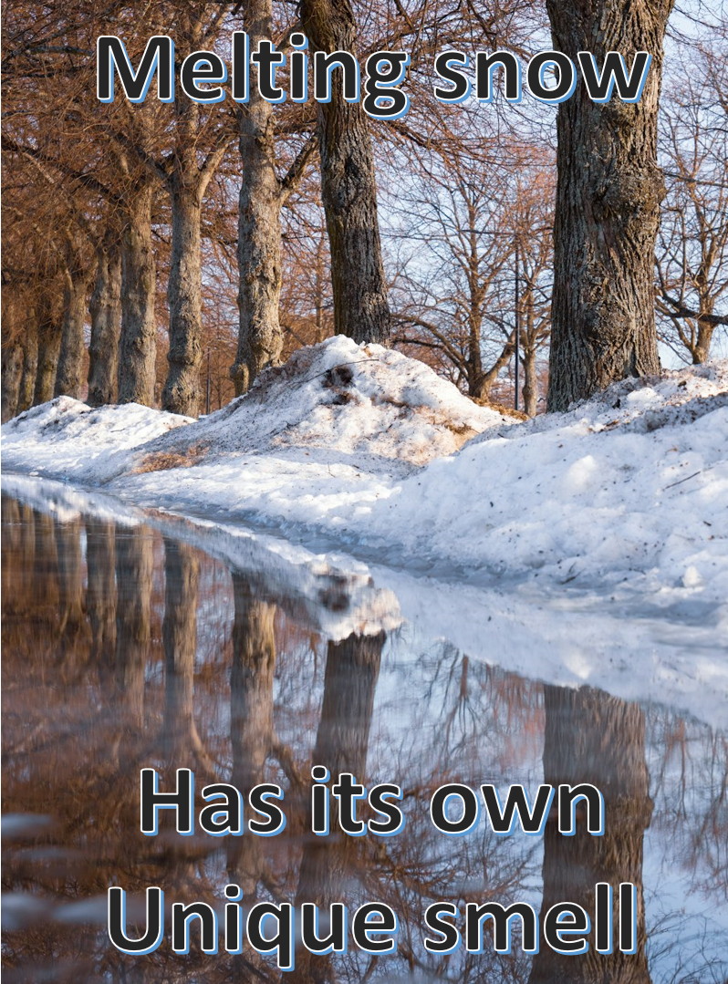 Basking in the Sun: A Chilly Afternoon with Melting Snow