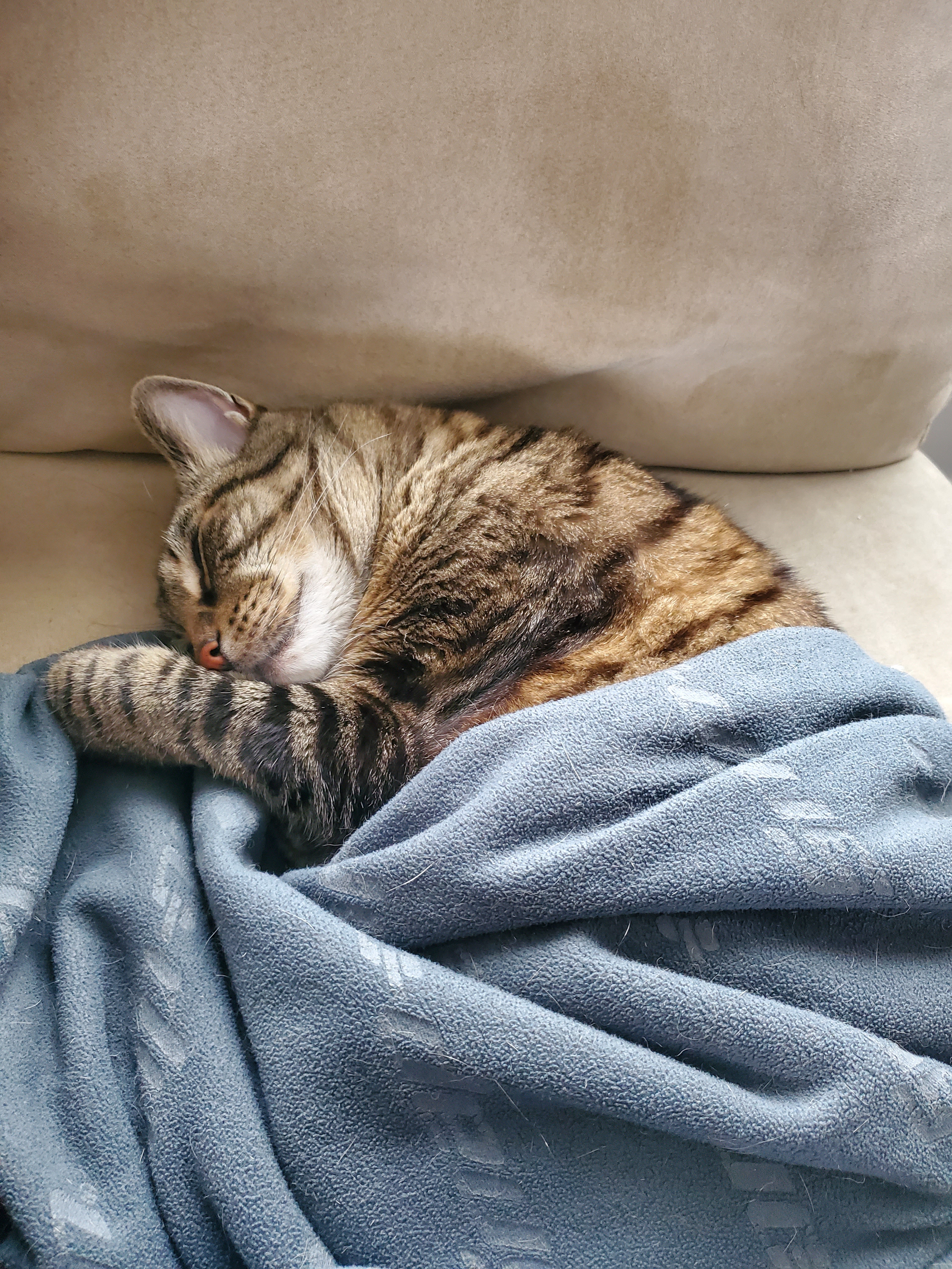 Cozy and Tucked In: The Perfect Snuggle