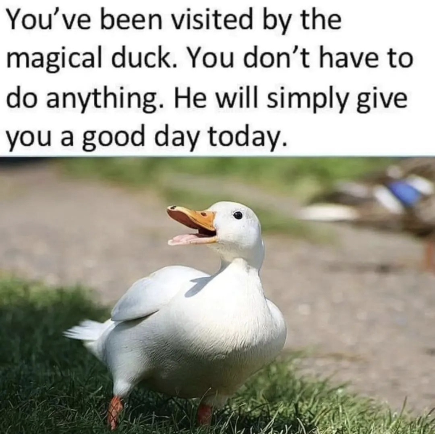Join Magical Teevor on an Enchanting Adventure with a Duck!