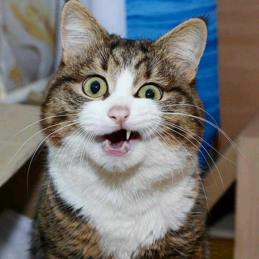 Confused Cat Wonders 'What?'