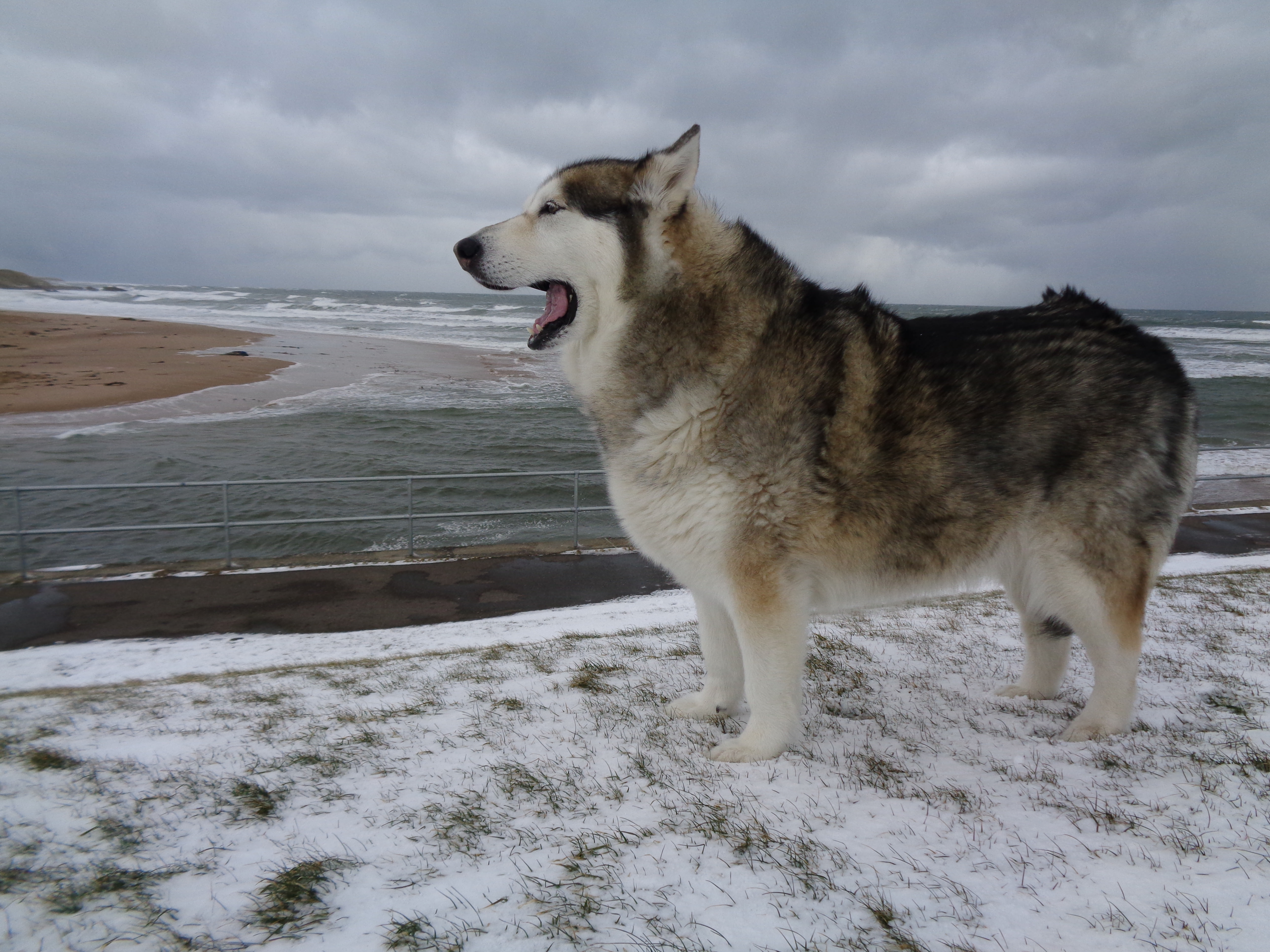 Open Wide for a Nostalgic Throwback! (Remembering a Beloved Malamute)
