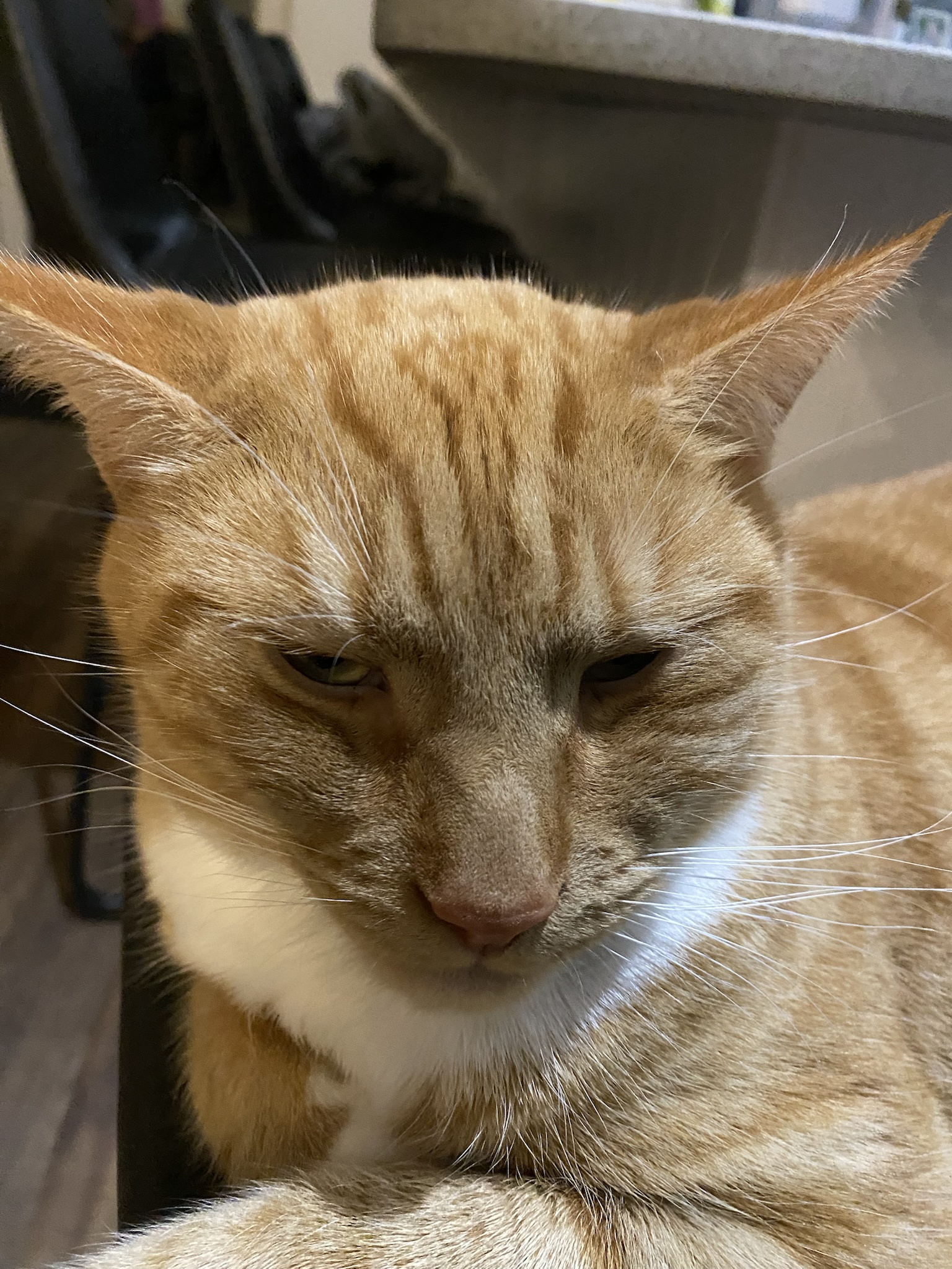 Biscuit's Daily Snapshot