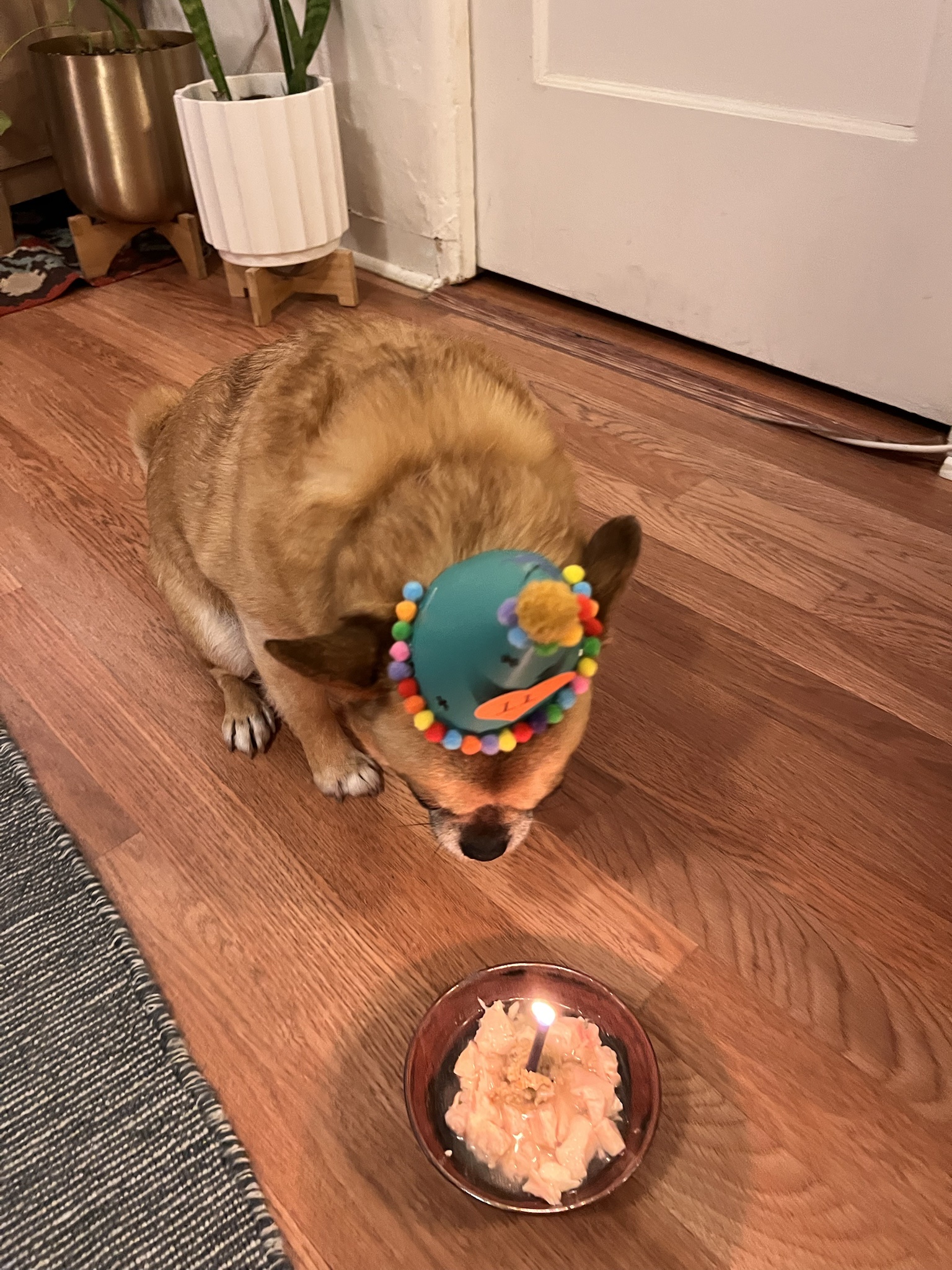 Celebrating Cake Day and Gus's Birthday at the same time!
