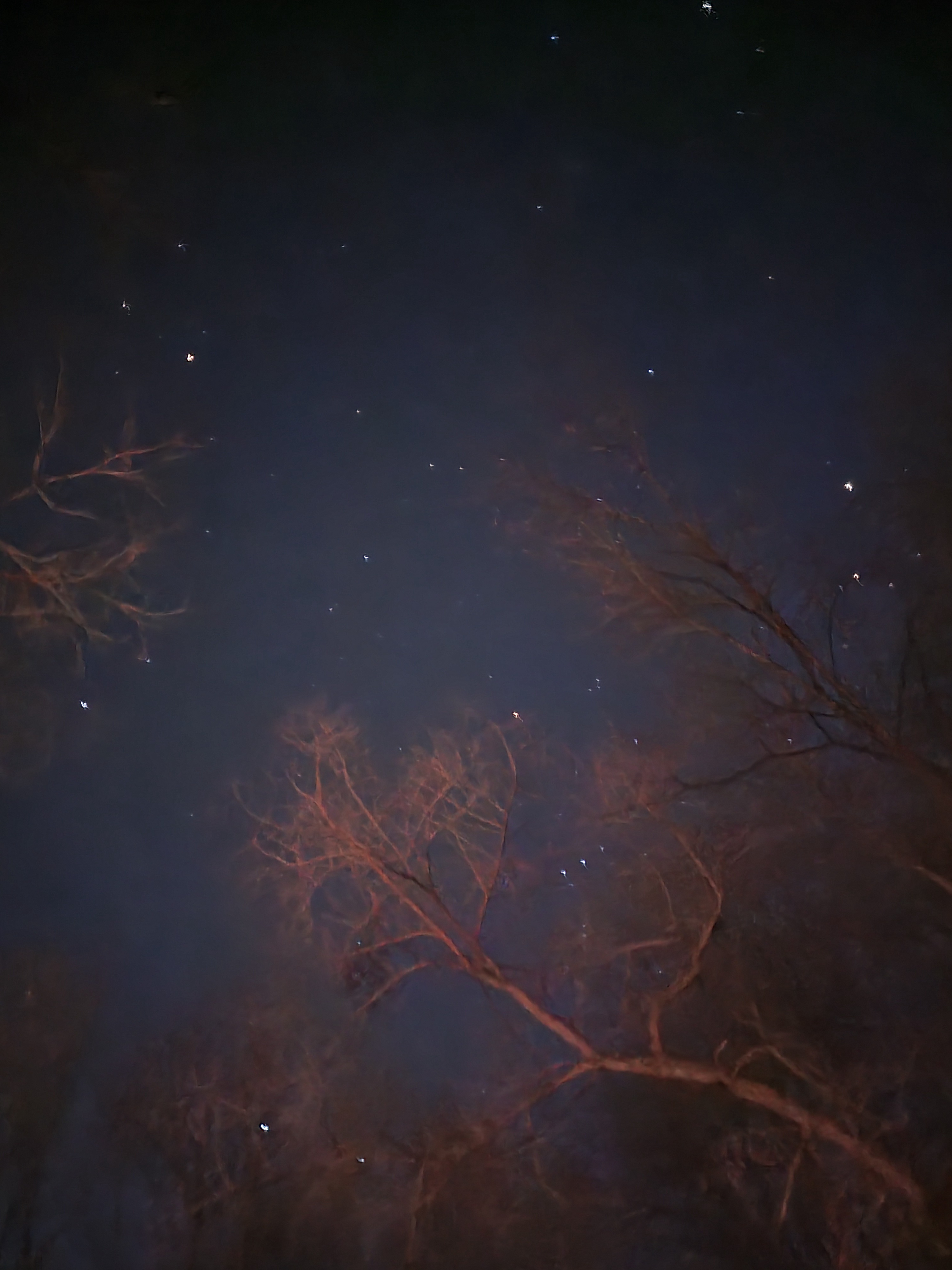 Stargazing: The Night Sky is Absolutely Stunning Tonight