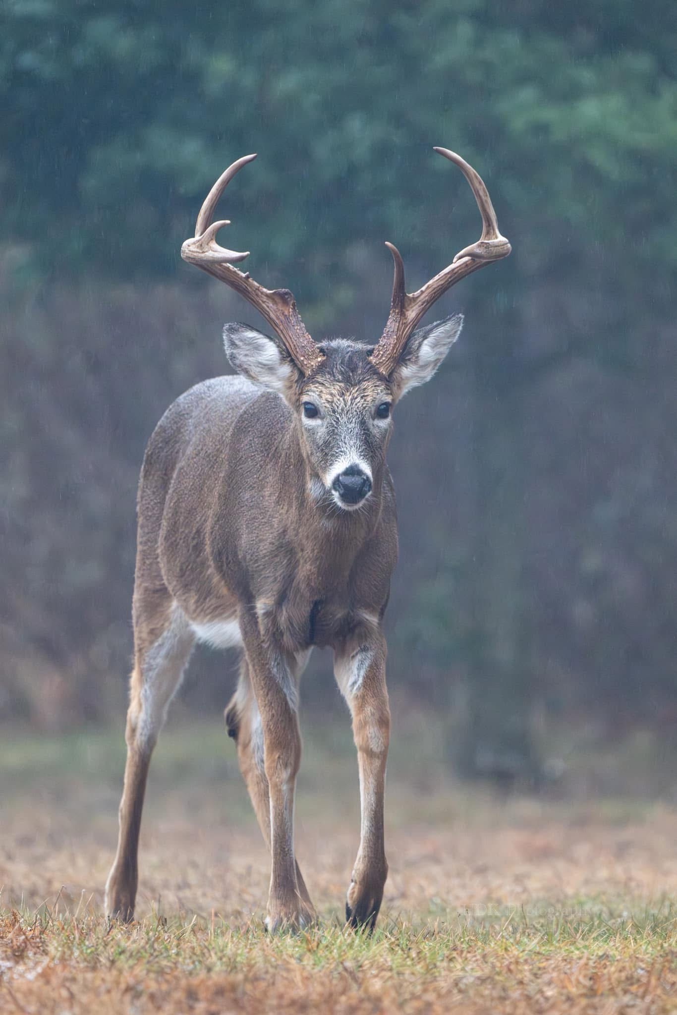 Meet Buck: The Majestic Creature