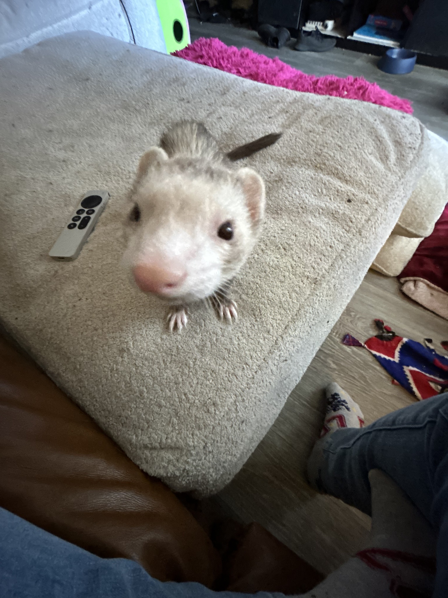 Celebrating 12 Years on Imgur with My Adorable Ferret Ally Dente!