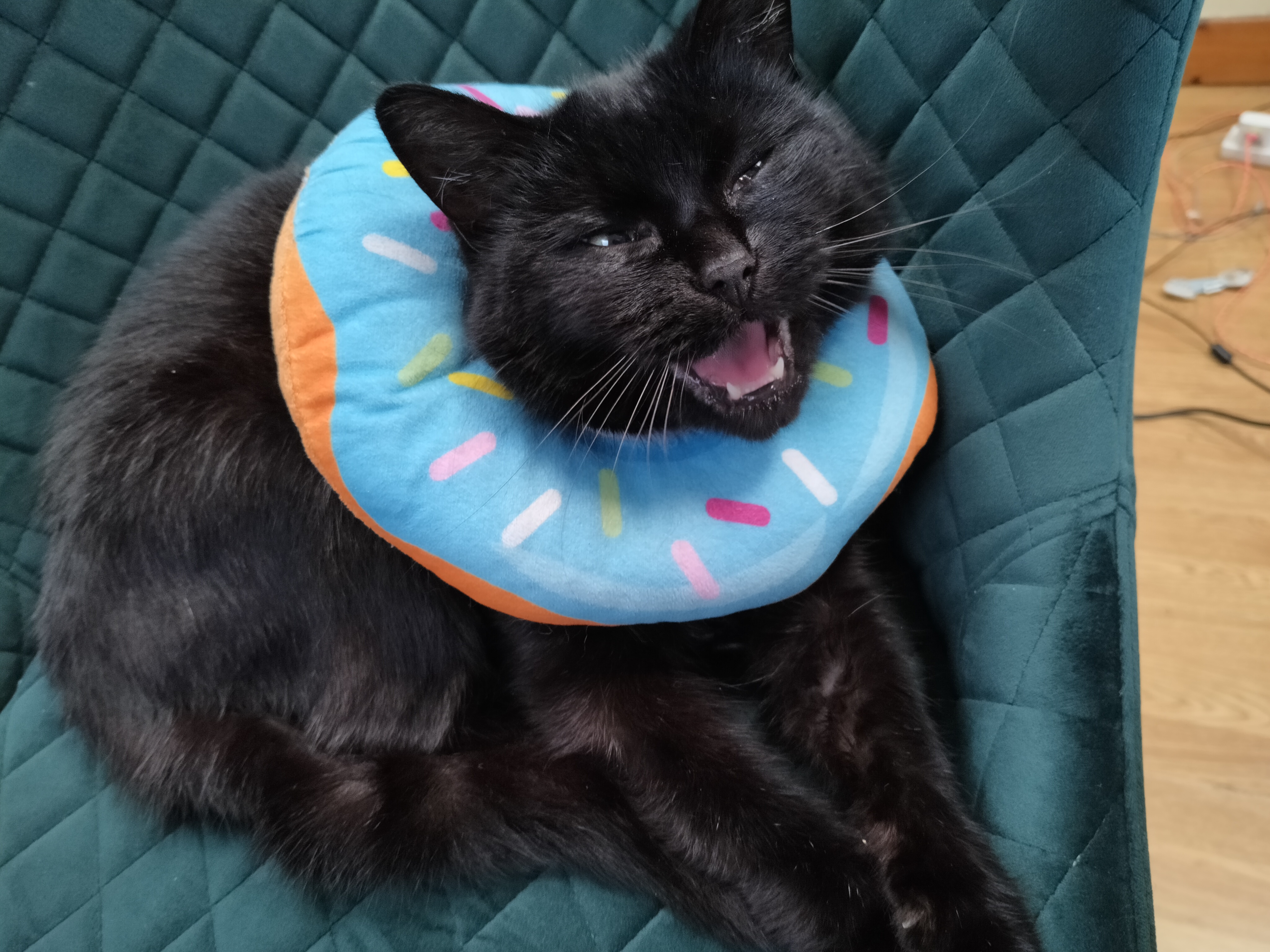 Celebrating Maisie's 5th Gotcha Day!
