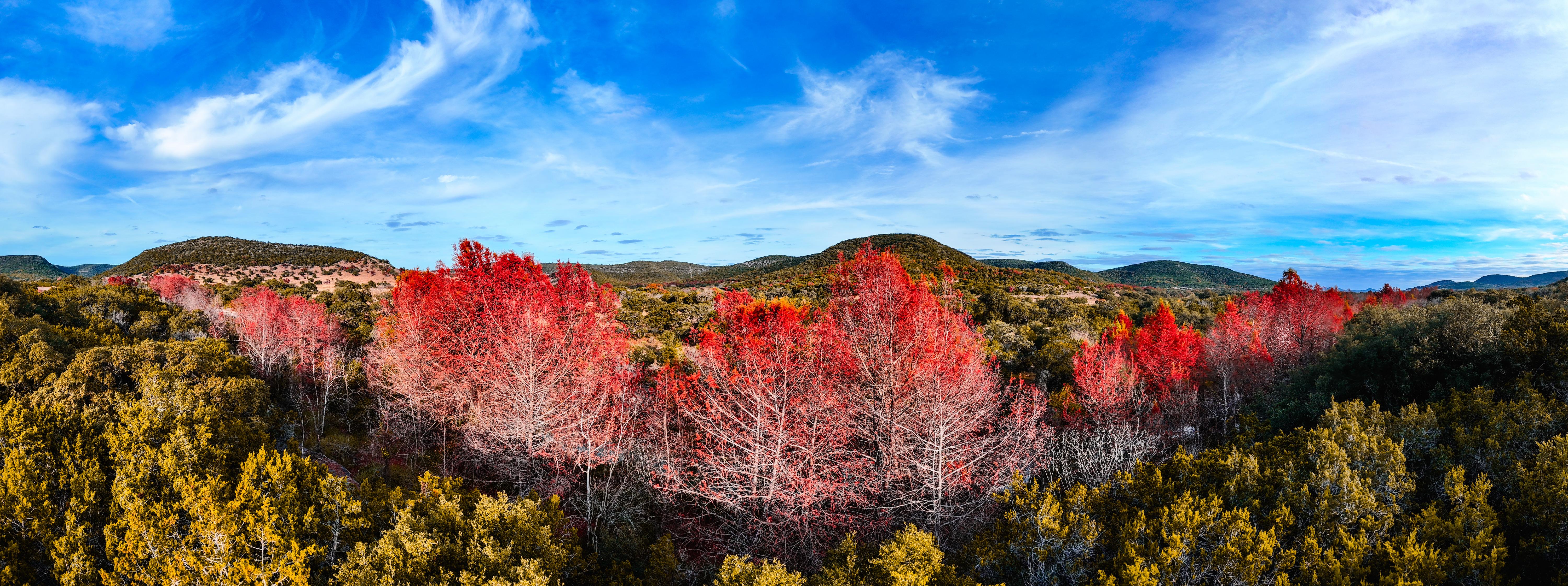 Nature's Beauty: Trees Illuminated in Texas Hill Country