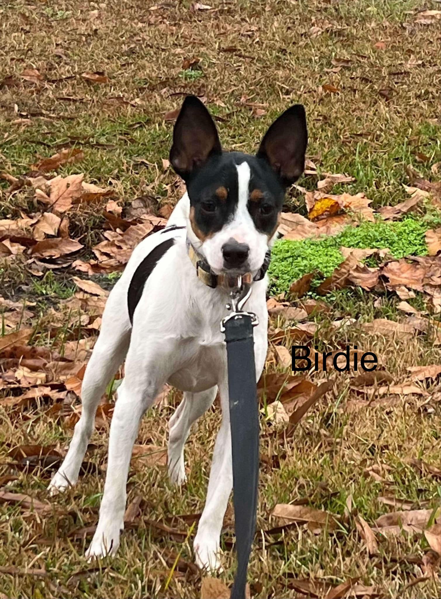 Meet the adorable birdie