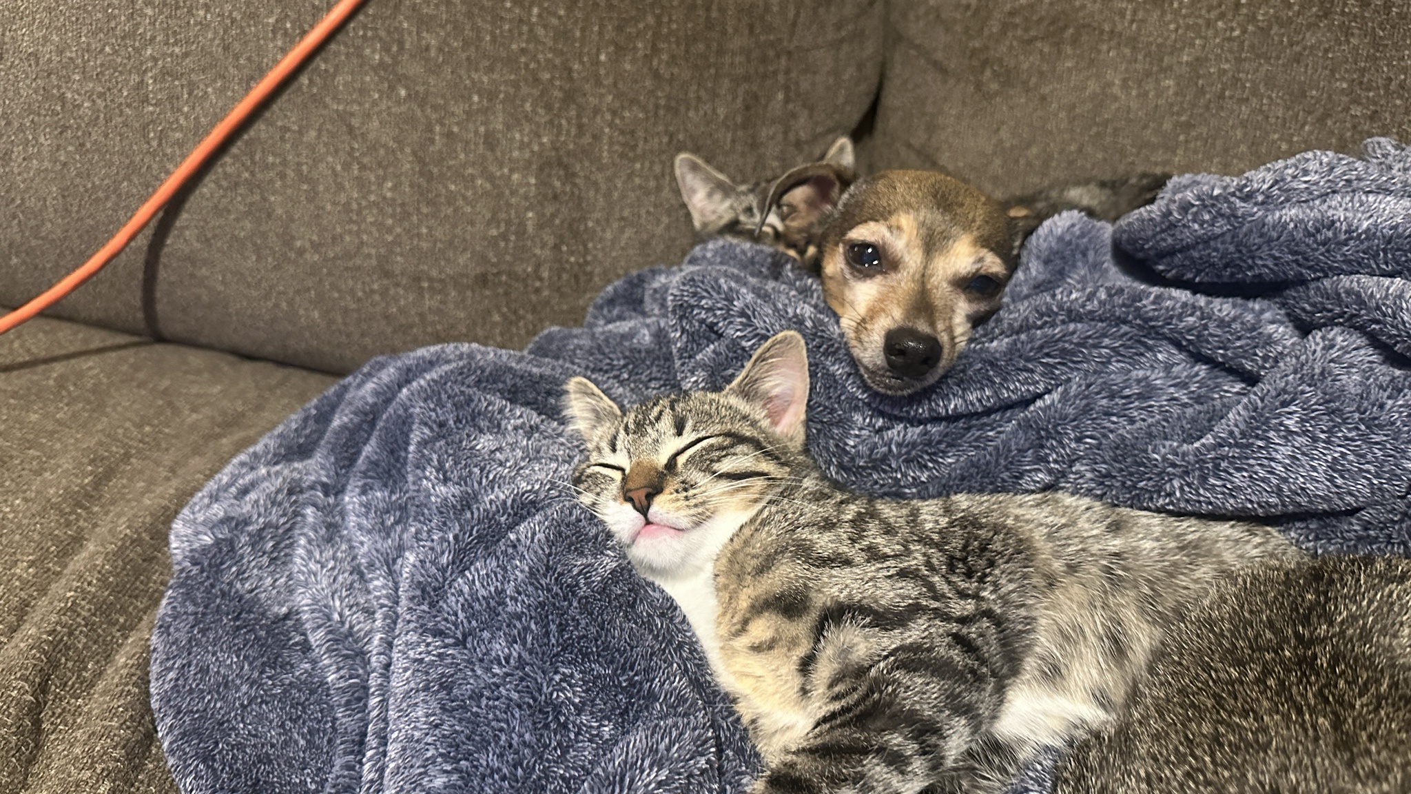 Ms. Gretchen, the queen of cats, finally found her new family after a tough loss