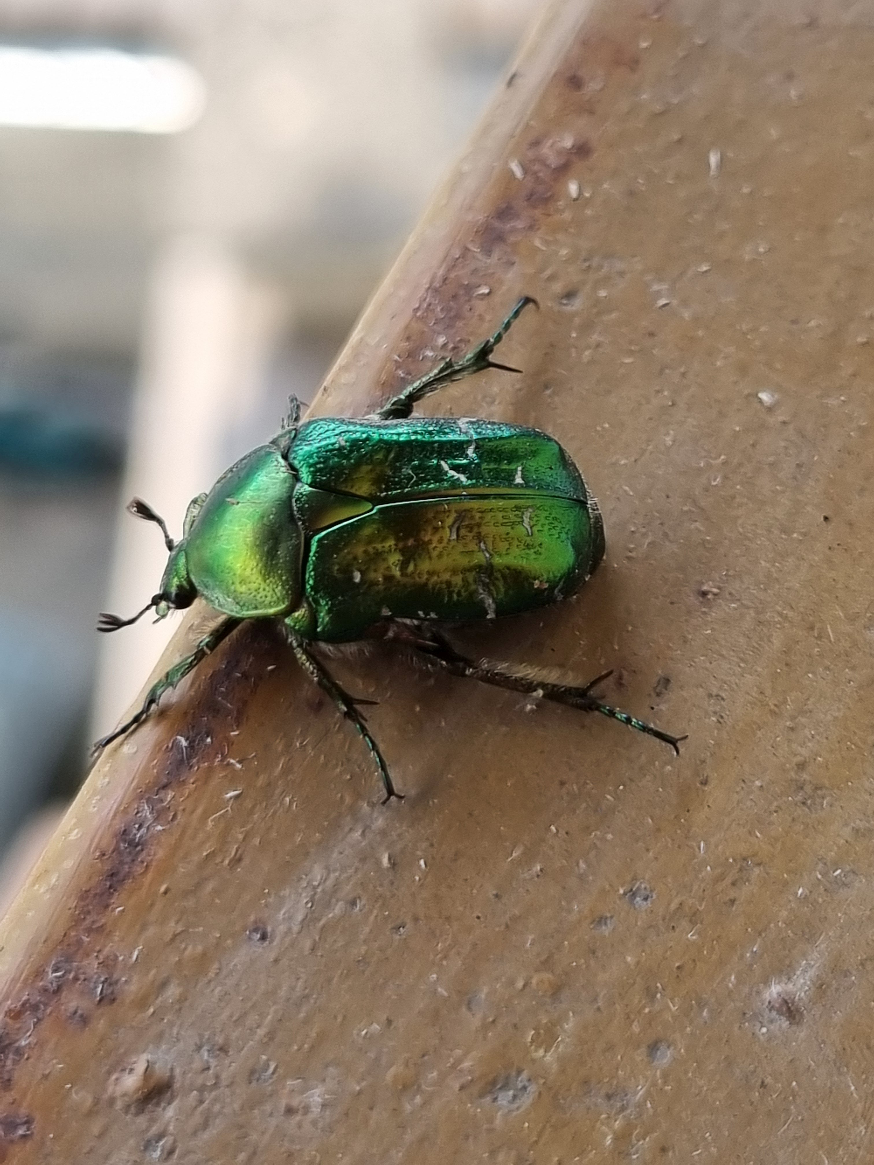 A Unique Bug Encounter in Haute-Savoie, France