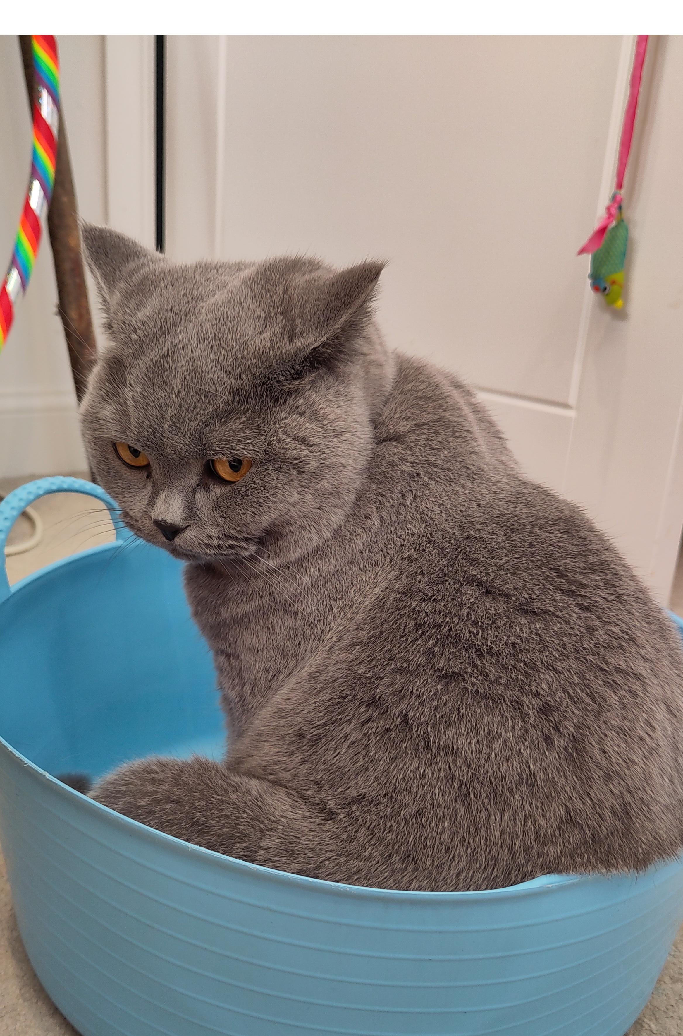 Grumpy Bucket Cat Celebrates Happy Caturday!