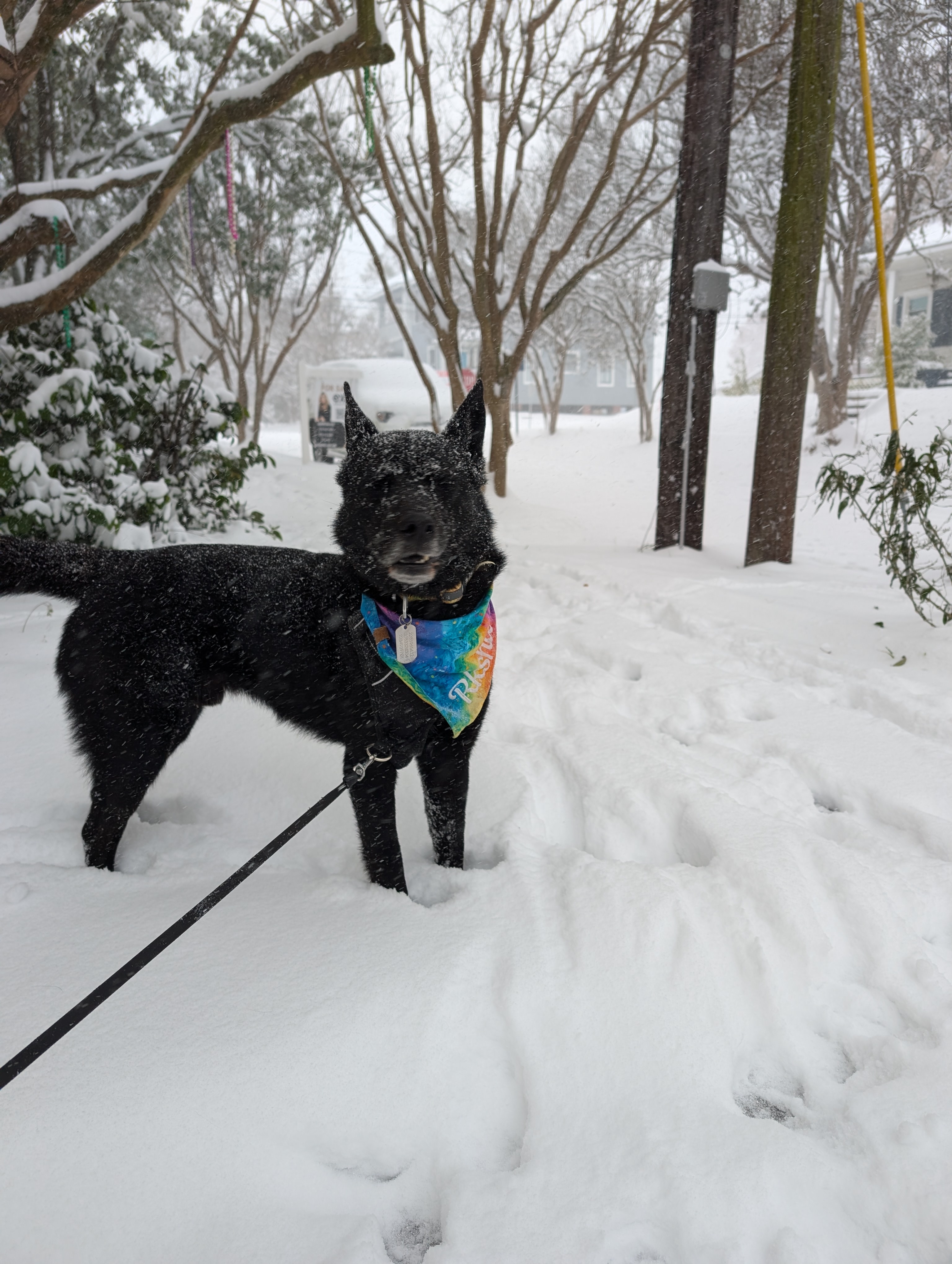 Winter Wonderland: Snow in Baton Rouge, Louisiana!