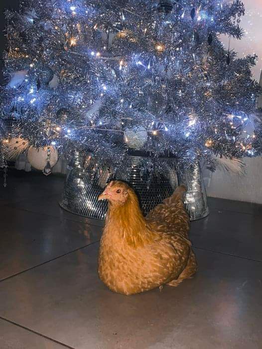 Meet the House Chicken: The Feathered Family Member!