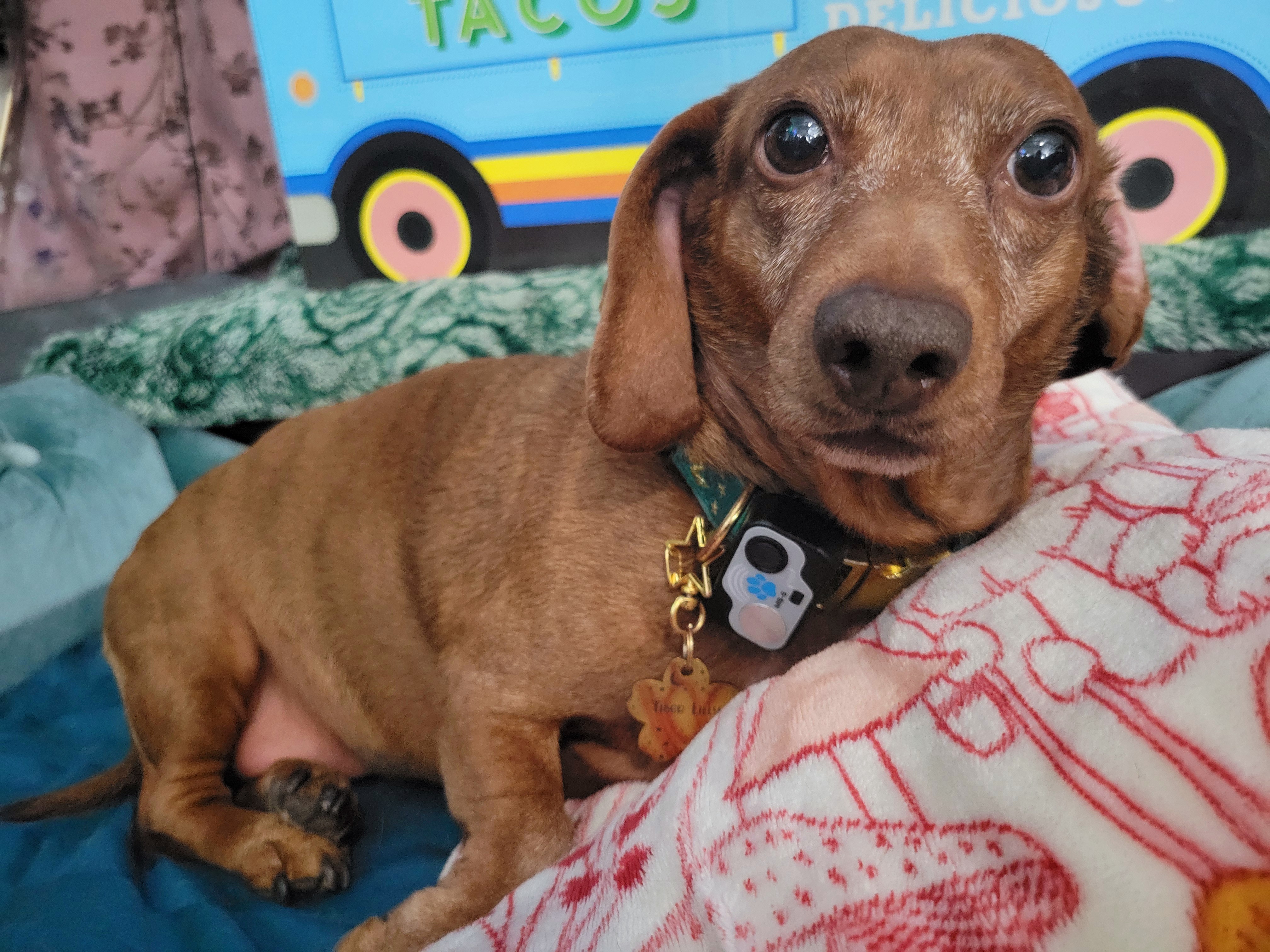 Meet My Adorable Pup, Tiger Lilly #745
