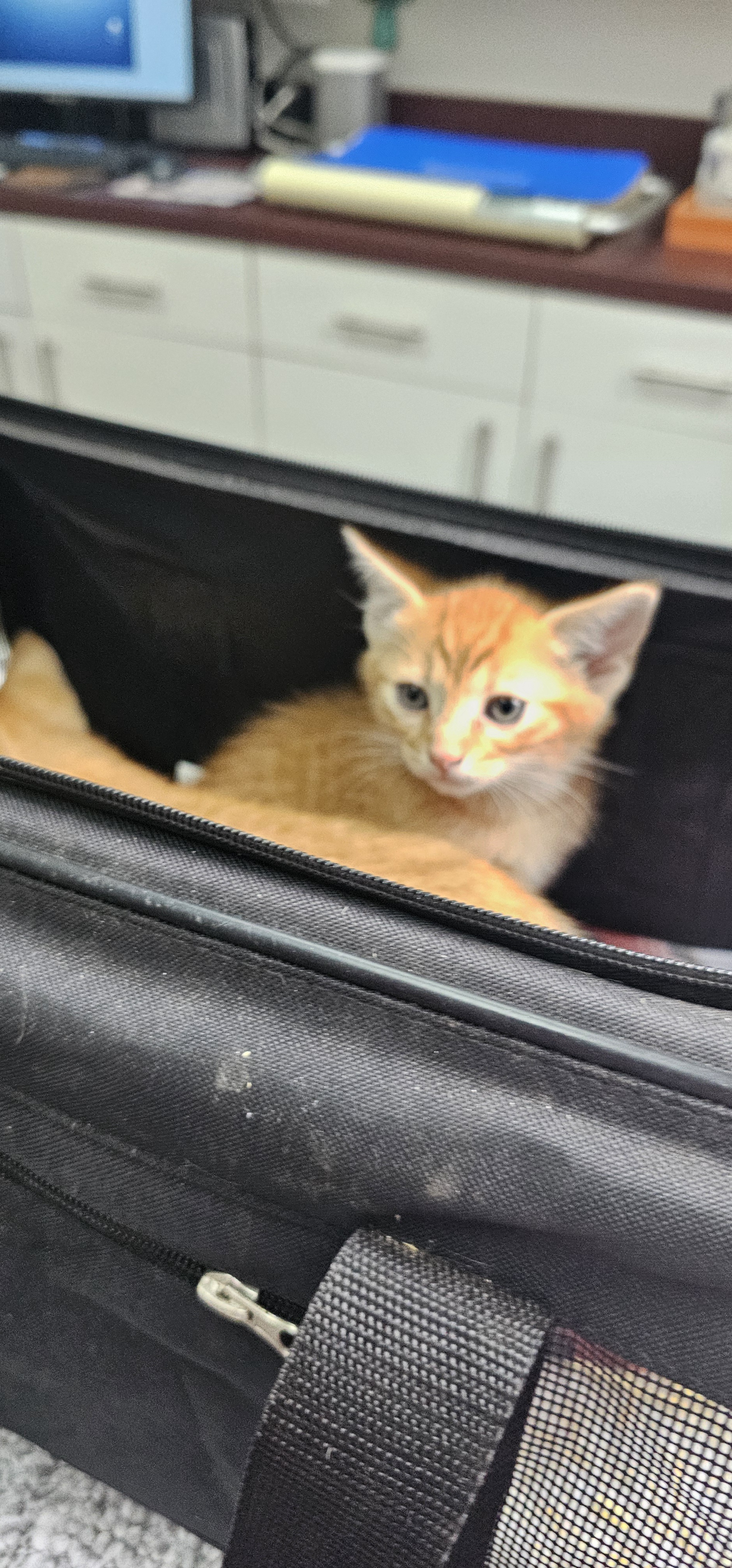 Milo & Mozzarella's Big Day: Their First Trip to the Vet