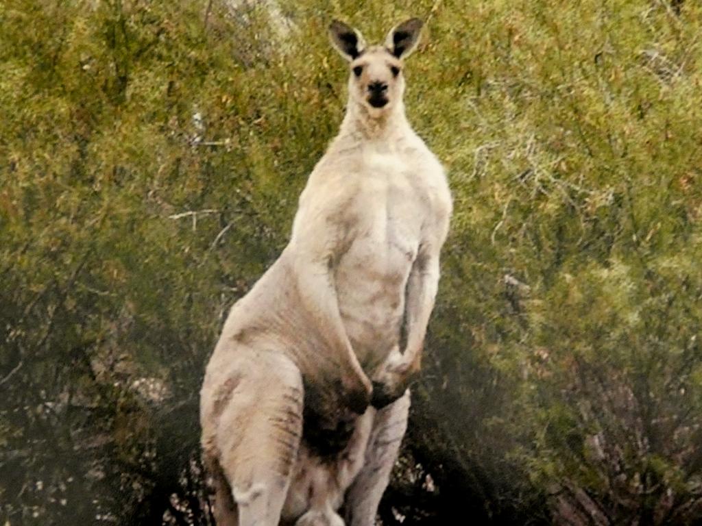 Forget Your Fears: The Roo is Coming for You!