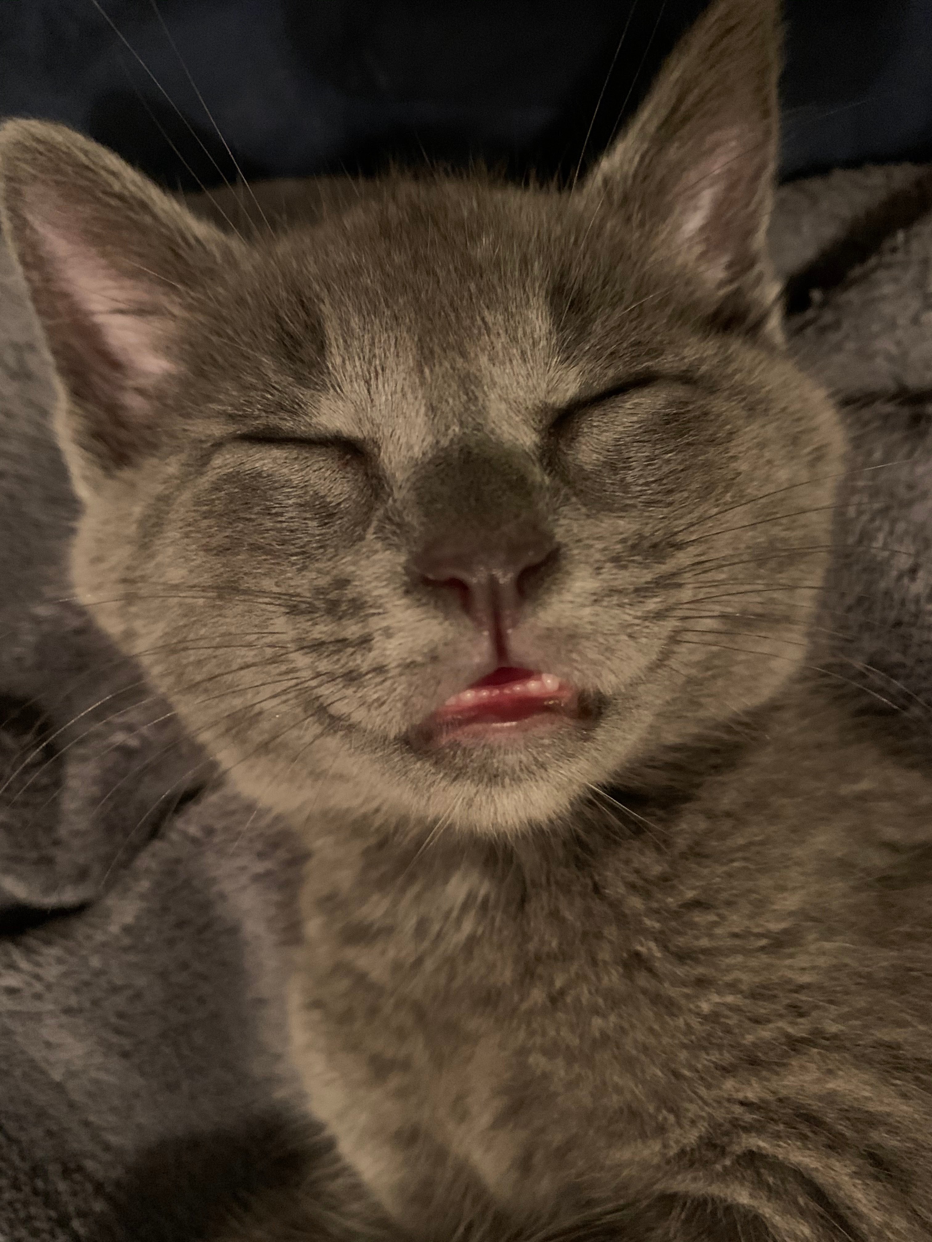 Meet Temmie Chan: The Adorable Star