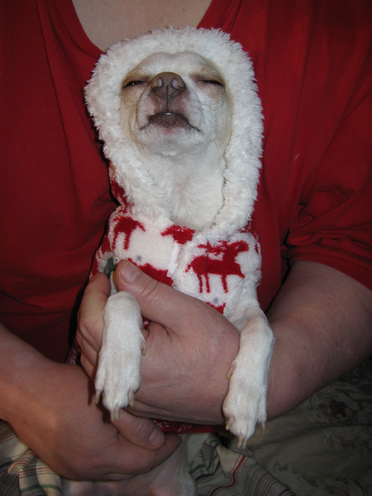 Princess Penny is all set for winter's chill